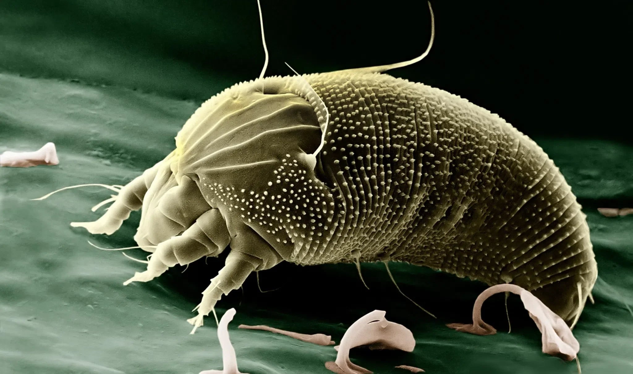 Natürlicher Schutz vor Weichhautmilben: Tipps zur effektiven Bekämpfung und Prävention - Green Guardia - Ihr Experte für Schädlinge und Pflanzen