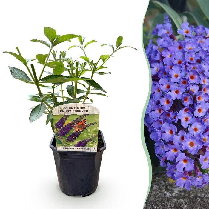 Schmetterlingsstrauch ‘Empire Blue’ pflegen – Standort, Schnitt & blaue Blütenpracht - Green Guardia - Ihr Experte für Schädlinge und Pflanzen