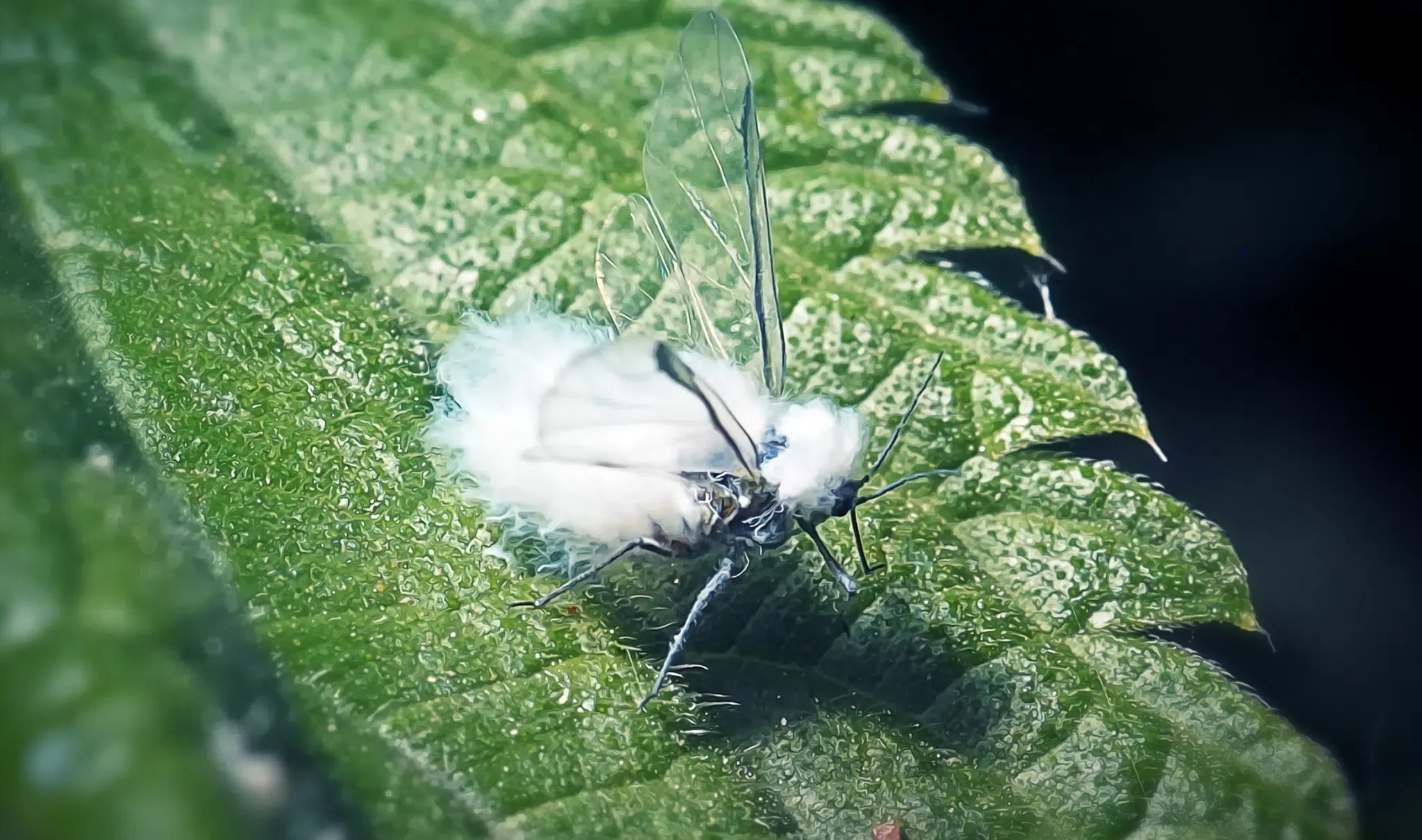 Wollkrautblütenkäfer bekämpfen – Larven und Falle zur Kontrolle