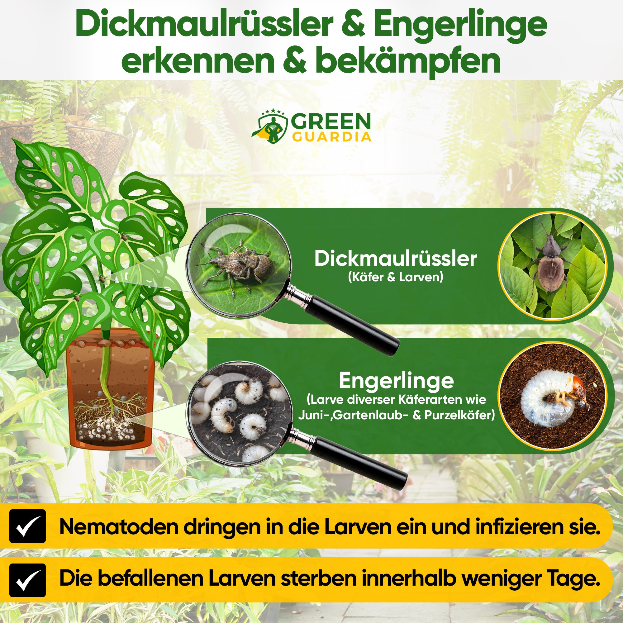 HB-nematoder mod sorte vinsnudebiller og larver