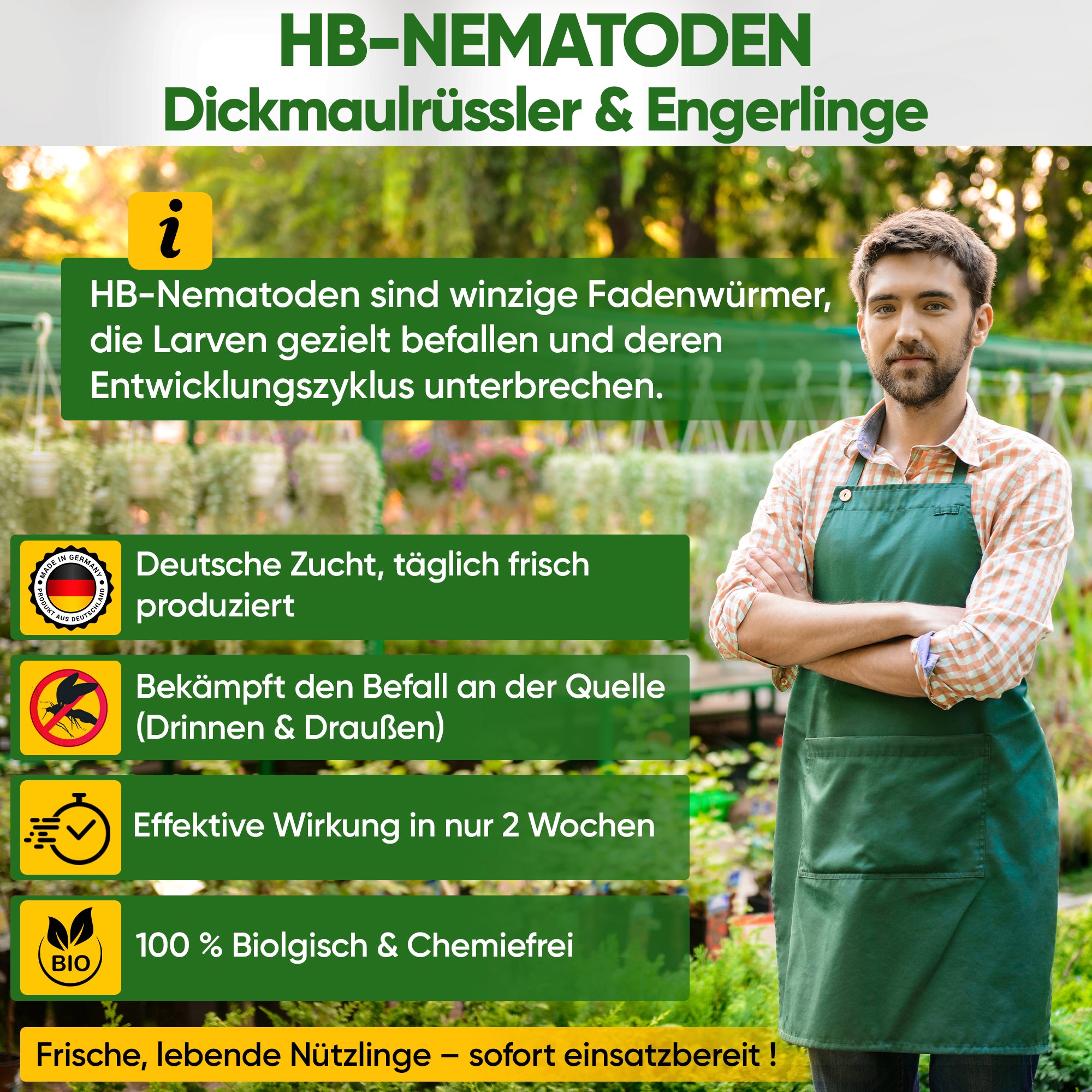 HB-nematoder mod sorte vinsnudebiller og larver