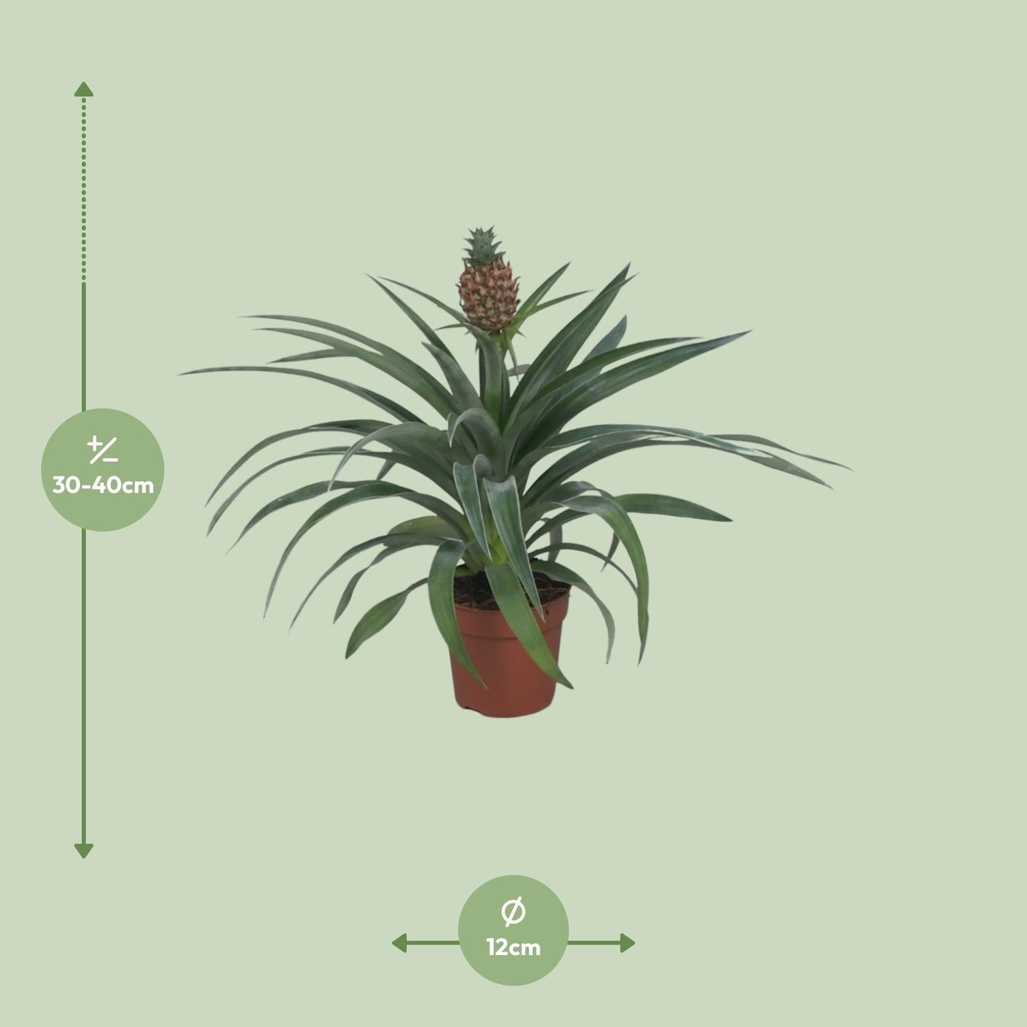 Ananas ‘Mi Amigo’ – Zierananas - 12 cm Topf, 40 cm - Green Guardia - Ihr Experte für Schädlinge und Pflanzen