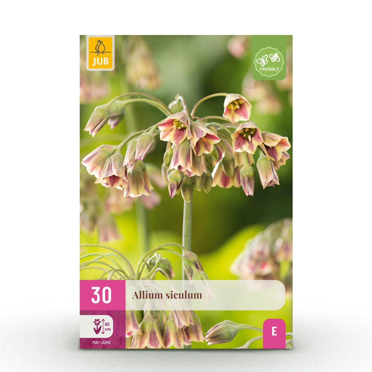 Blumenzwiebeln – Allium siculum – winterhart & mehrjährig – rosa – 30 Stück – Zwiebelgröße 8/10 – XXL Pack - Green Guardia - Ihr Experte für Schädlinge und Pflanzen
