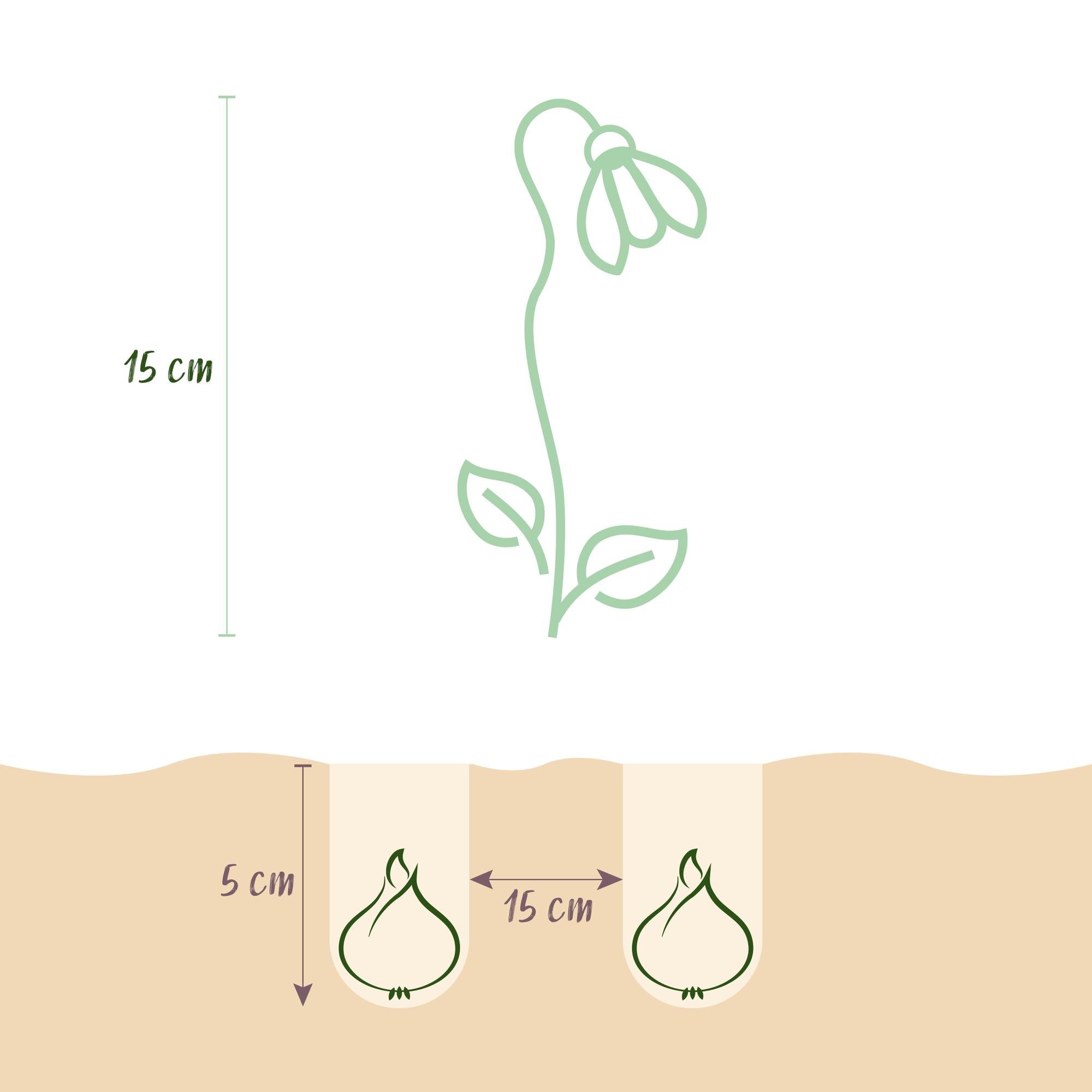 Blumenzwiebeln – Galanthus elwesii – winterhart & mehrjährig – weiß – 25 Stück – Zwiebelgröße 5/6 – XXL Pack - Green Guardia - Ihr Experte für Schädlinge und Pflanzen