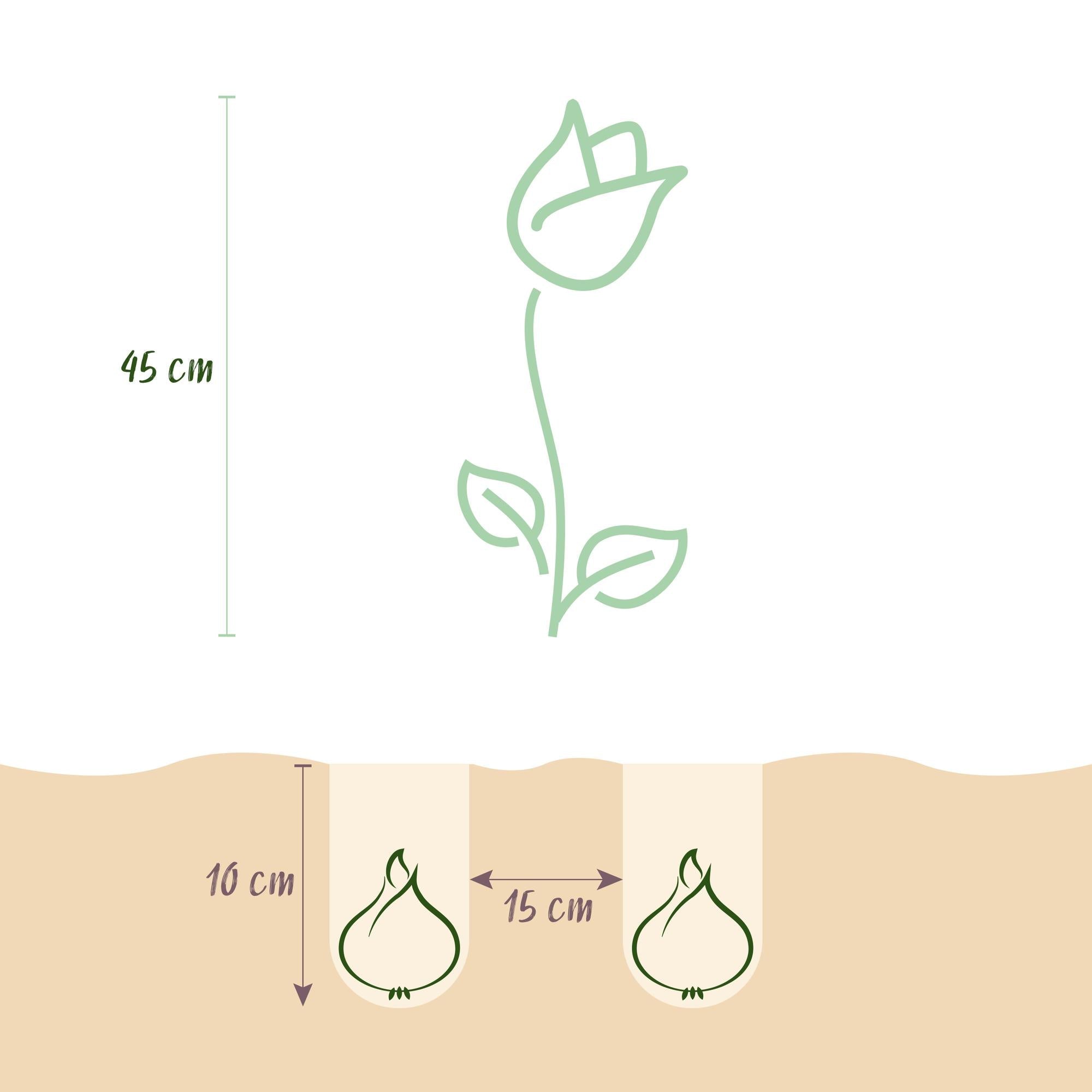 Blumenzwiebeln – Tulpe ‘Double Lilac’ – winterhart & mehrjährig – lila – 50 Stück – Zwiebelgröße 11/12 – XXL Pack - Green Guardia - Ihr Experte für Schädlinge und Pflanzen
