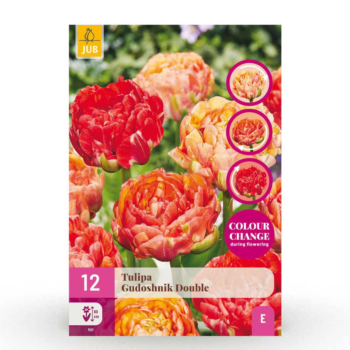 Blumenzwiebeln – Tulpe ‘Gudoshnik Double’ – winterhart & mehrjährig – doppelblütig – 12 Stück – Zwiebelgröße 11/12 – XXL Pack - Green Guardia - Ihr Experte für Schädlinge und Pflanzen