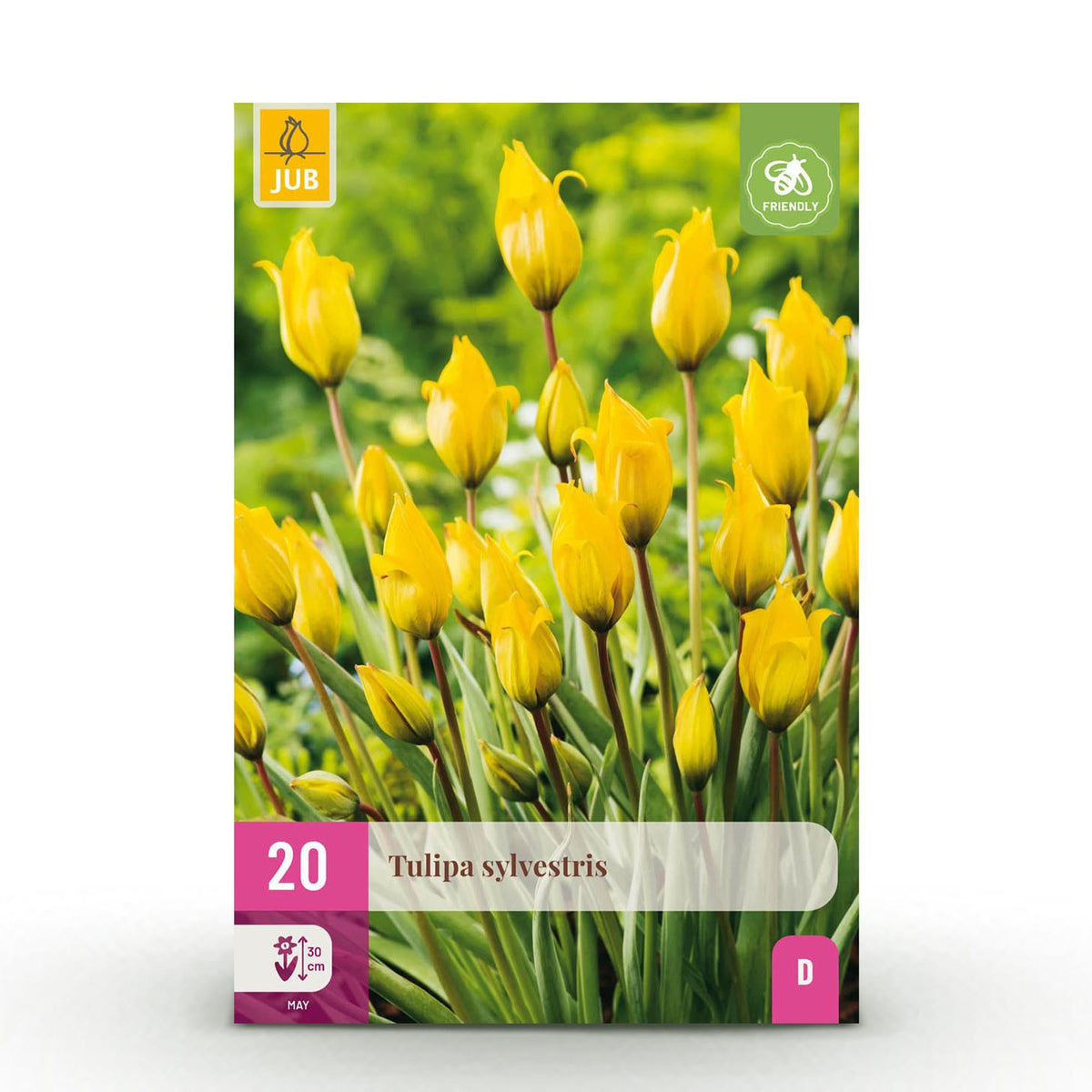 Blumenzwiebeln – Tulpe sylvestris – winterhart & mehrjährig – gelb – 20 Stück – Zwiebelgröße 5/6 – XXL Pack - Green Guardia - Ihr Experte für Schädlinge und Pflanzen
