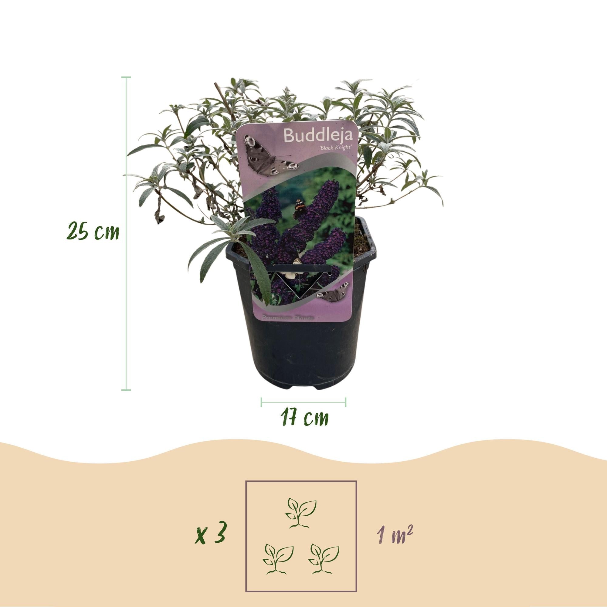 Buddleja Davidii ‘Purple Emperor’ – Schmetterlingsstrauch, laubabwerfend & schmetterlingsanziehend – 1x Pflanze - 17 cm Topf, 25 cm hoch - Green Guardia - Ihr Experte für Schädlinge und Pflanzen