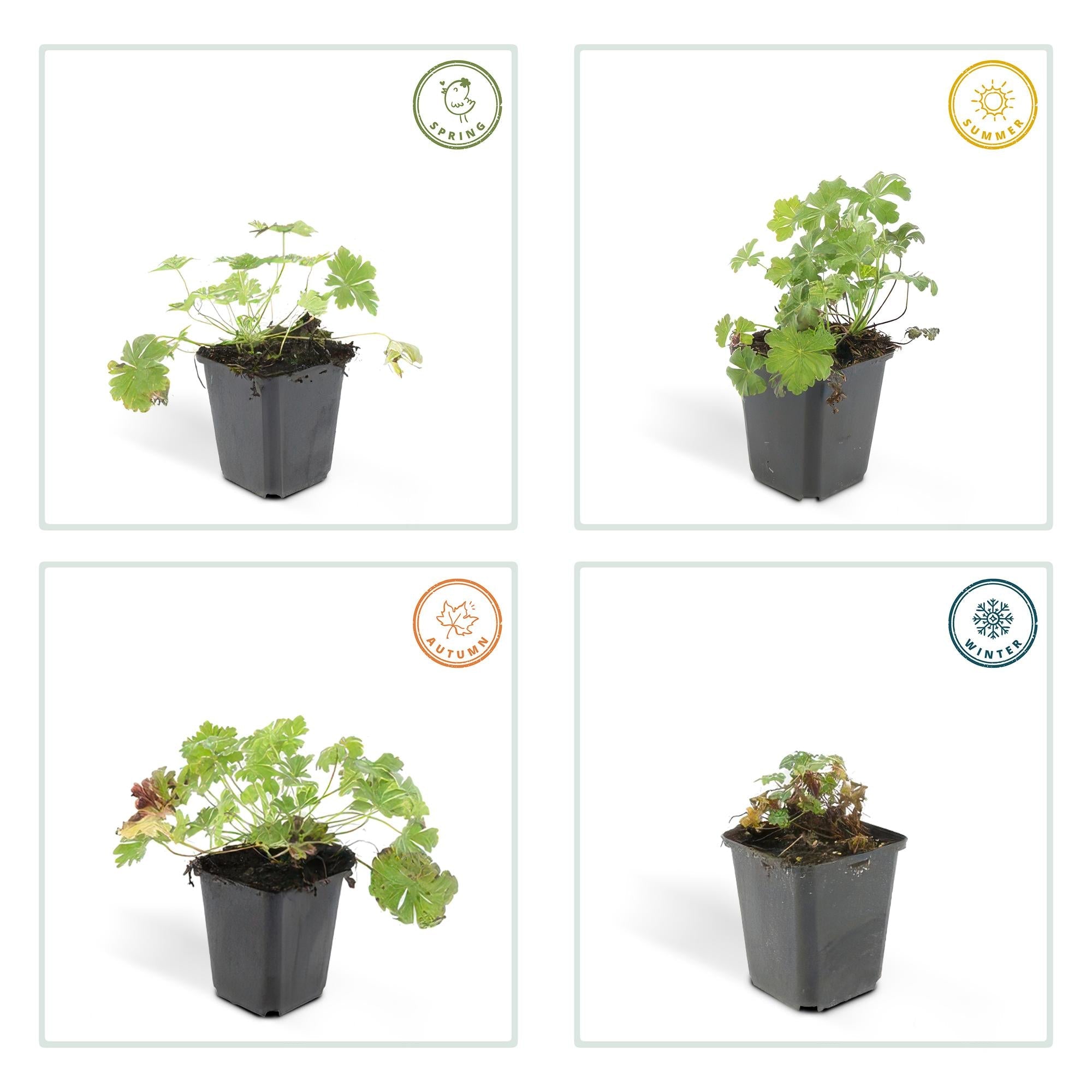 Geranium cantabrigiense ‘Biokovo’ – kompakter Storchschnabel, 9 cm Topf, 10–25 cm Höhe - Green Guardia - Ihr Experte für Schädlinge und Pflanzen