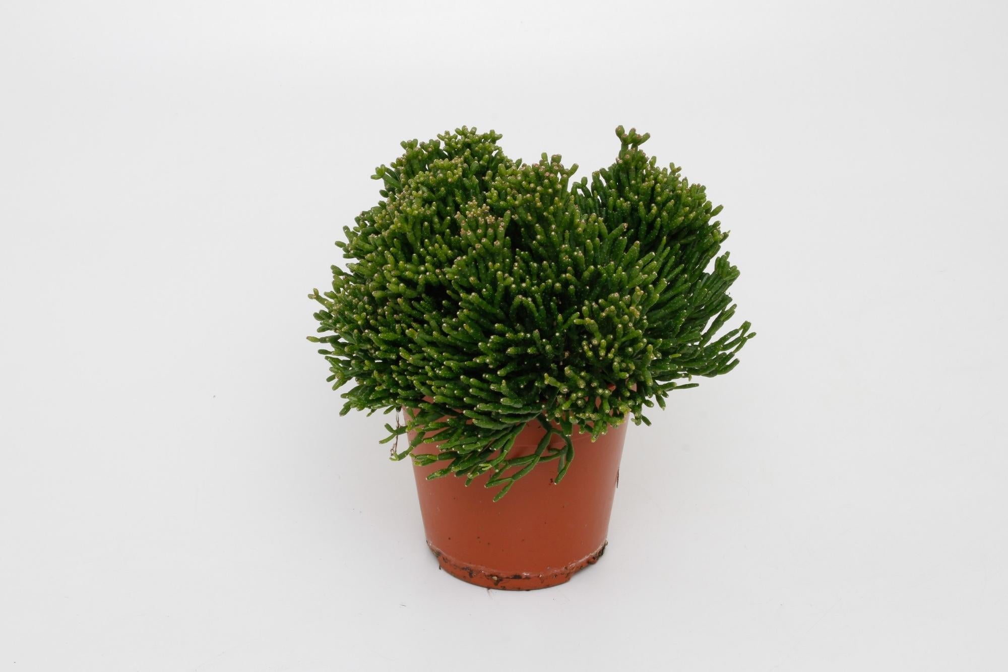 Hatiora salicornioides – Rutenkaktus – 12 cm Topf, 15 cm hoch - Green Guardia - Ihr Experte für Schädlinge und Pflanzen