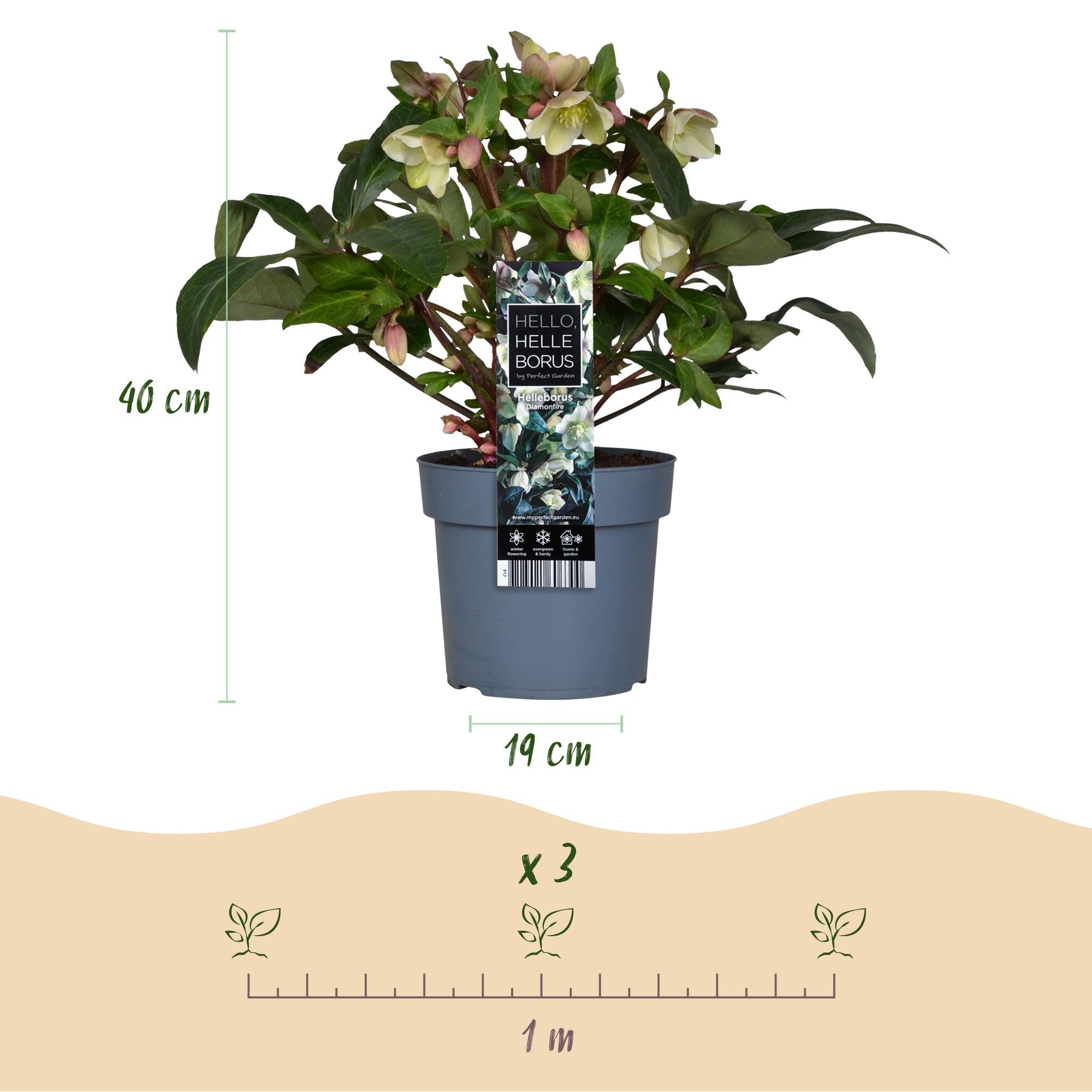 Helleborus ‘Diamfire’ – immergrün & pflegeleicht – grüne Blüte – 19 cm Topf, ca. 40 cm hoch - Green Guardia - Ihr Experte für Schädlinge und Pflanzen