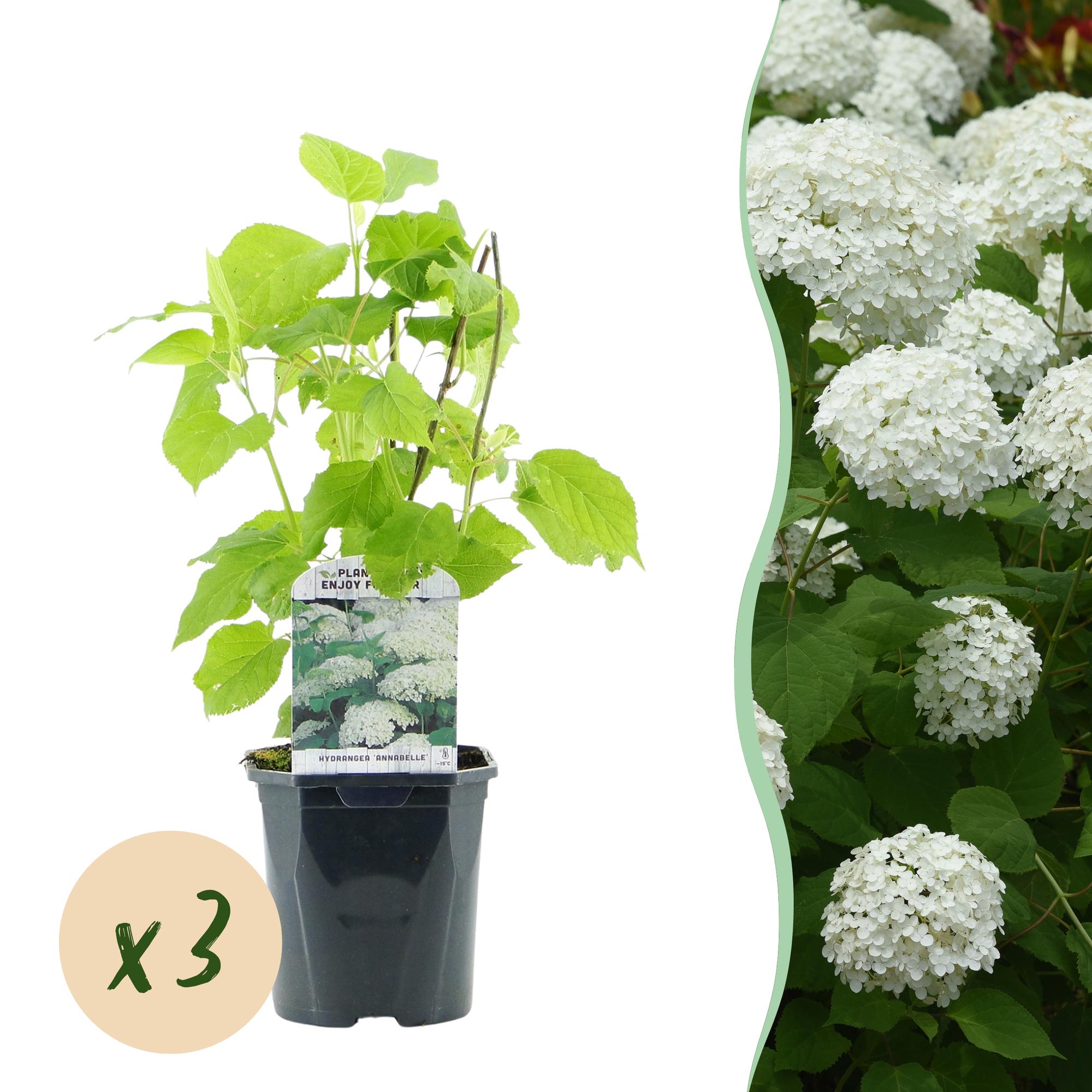 Hydrangea arborescens ‘Annabelle’ – weiße Blüten, laubabwerfend, 3 Pflanzen pro m², 17 cm Topf, 50 cm Höhe - Green Guardia - Ihr Experte für Schädlinge und Pflanzen