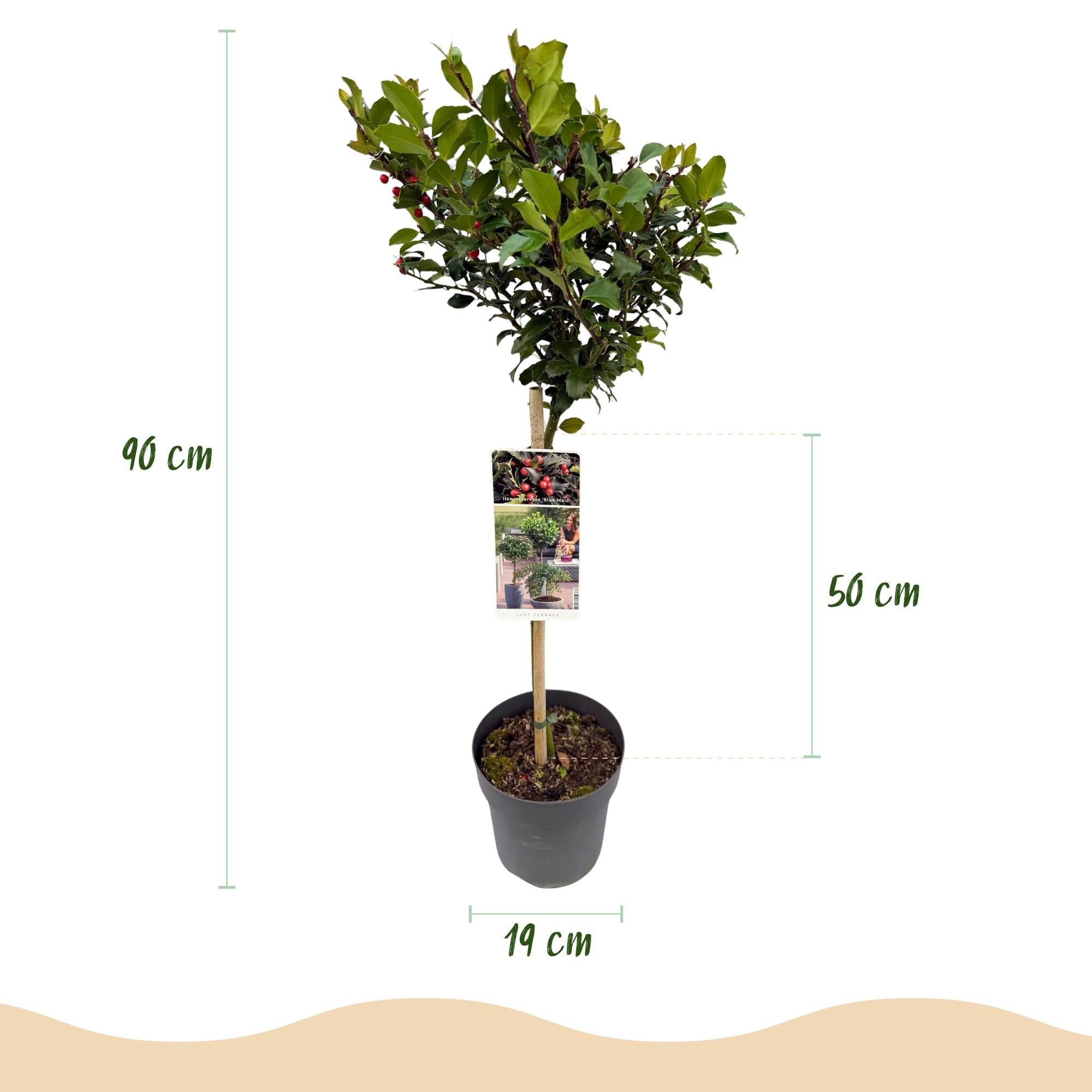 Ilex meserveae ‘Blue Maid’ – Terrassenpflanze – immergrün & winterhart – rote Beeren – 19 cm Topf, ca. 90 cm hoch - Green Guardia - Ihr Experte für Schädlinge und Pflanzen
