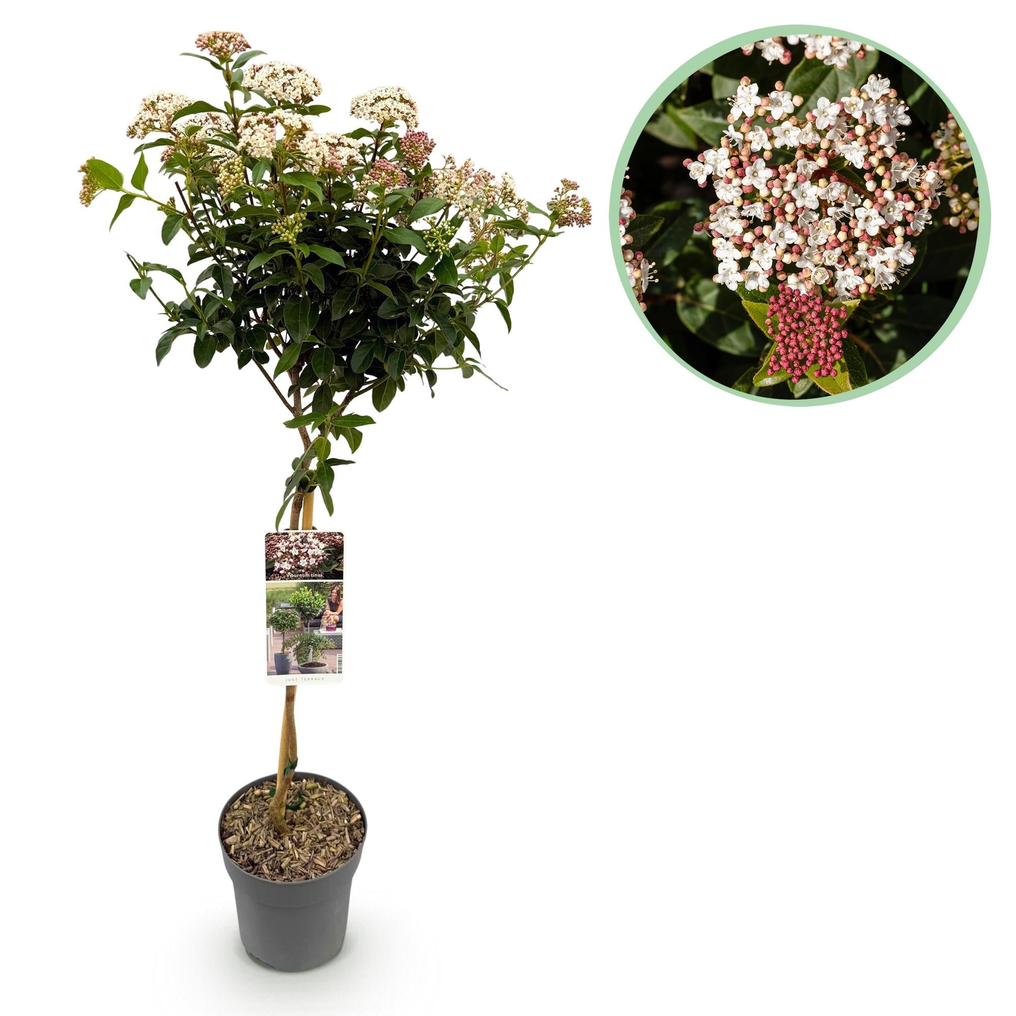 Immergrüne Stamm - Pflanze Viburnum tinus – weiß - rosa Blüte – Topf 19 cm, Höhe 90 cm - Green Guardia - Ihr Experte für Schädlinge und Pflanzen
