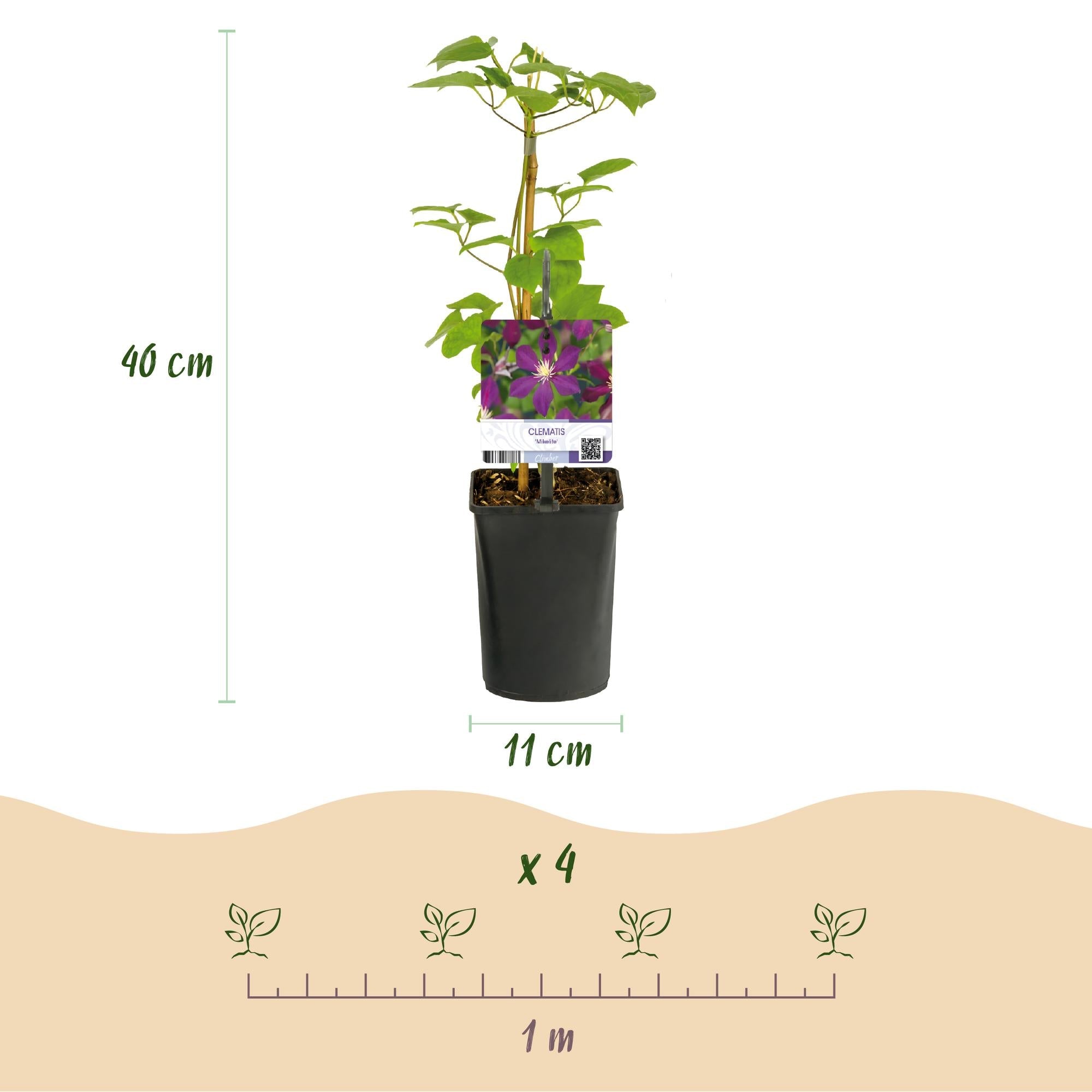 Kletterpflanze – Clematis ‘Mikelite’ – lila Blüte – pflegeleicht – 2 Pflanzen – 11 cm Topf, ca. 40 cm hoch - Green Guardia - Ihr Experte für Schädlinge und Pflanzen