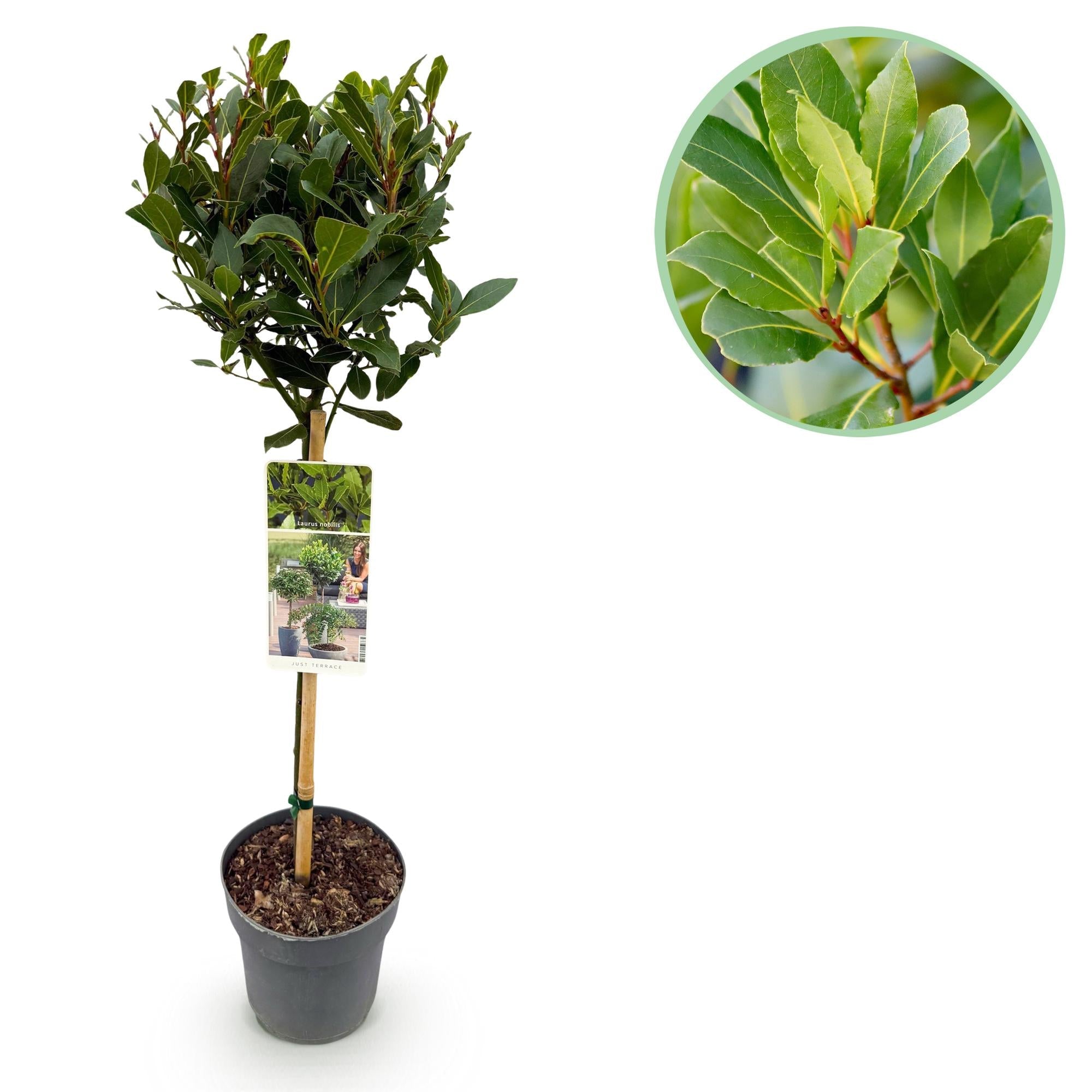 Laurus nobilis – Terrassenpflanze – immergrün & winterhart – grüne Blätter – 19 cm Topf, ca. 90 cm hoch - Green Guardia - Ihr Experte für Schädlinge und Pflanzen