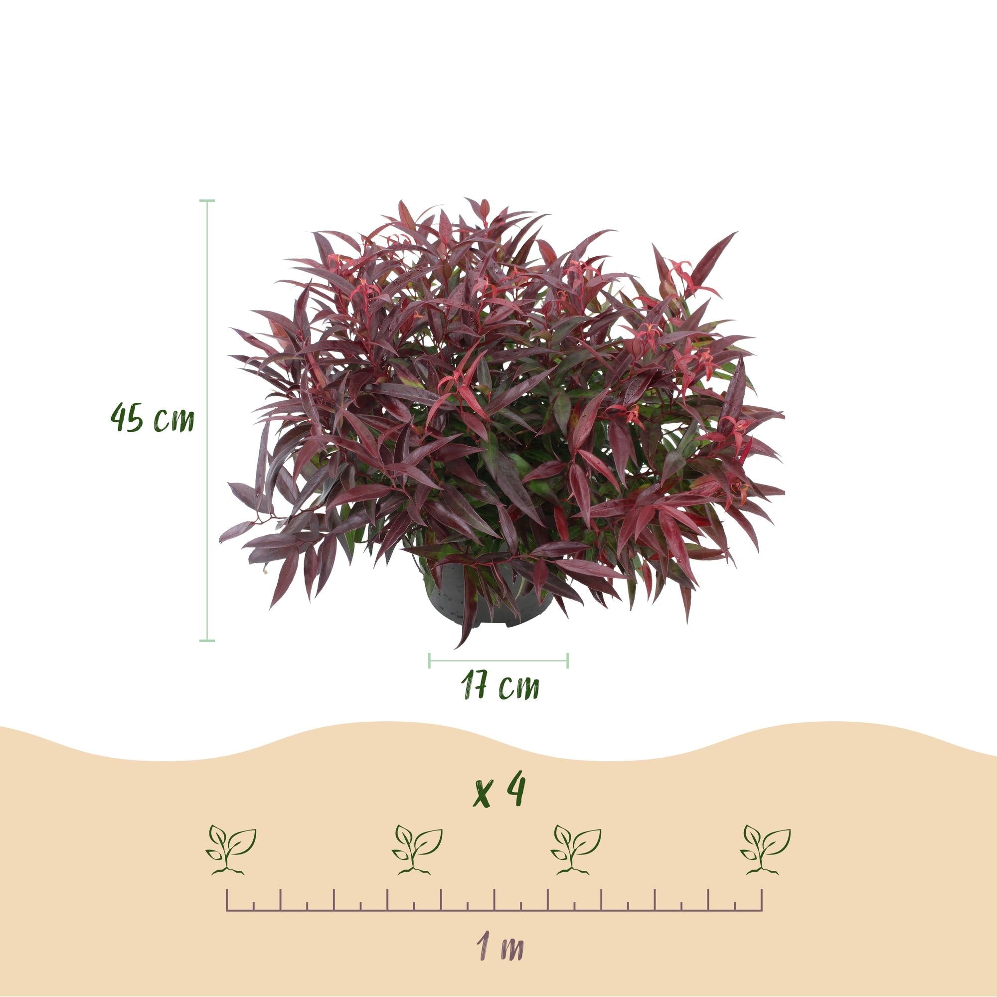 Leucothoe ‘Burning Love’ – immergrün & pflegeleicht – rot – 17 cm Topf, ca. 45 cm hoch - Green Guardia - Ihr Experte für Schädlinge und Pflanzen
