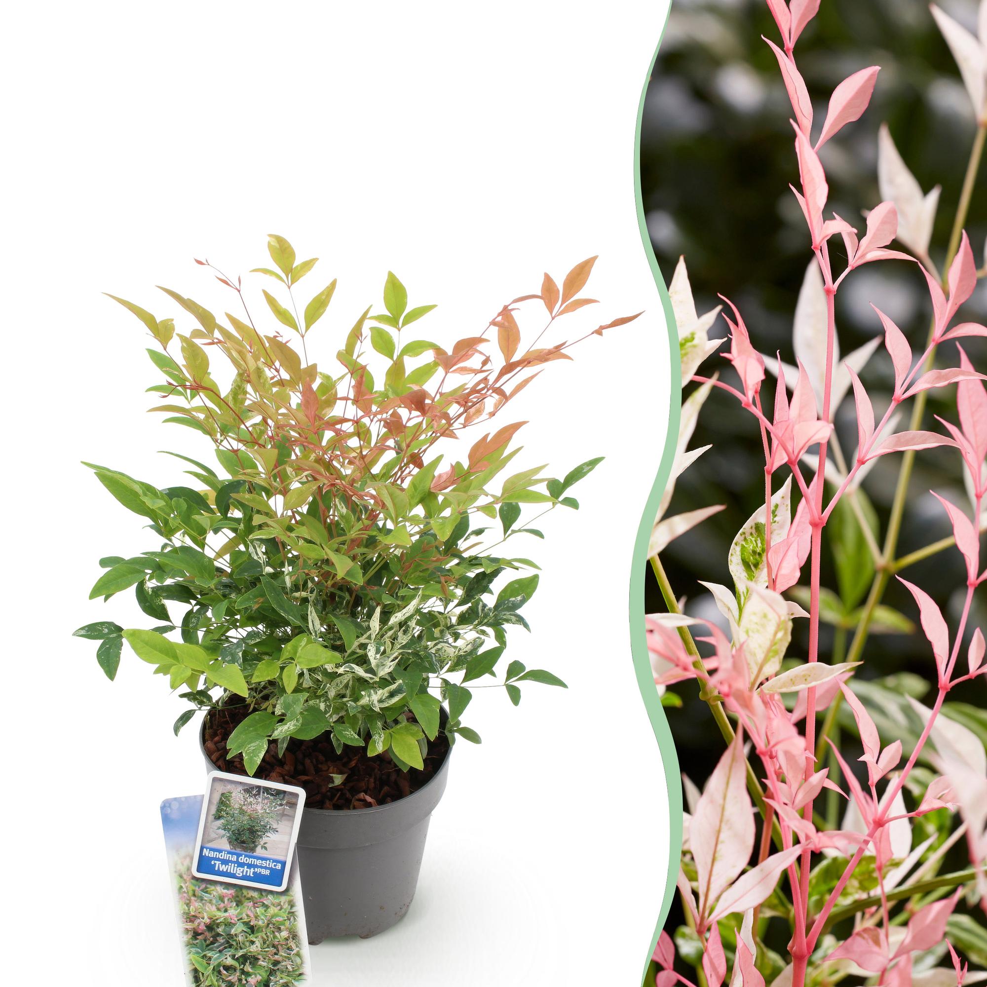 Nandina ‘Twilight’ – immergrün & pflegeleicht – bunt - rosa – 17 cm Topf, ca. 45 cm hoch - Green Guardia - Ihr Experte für Schädlinge und Pflanzen