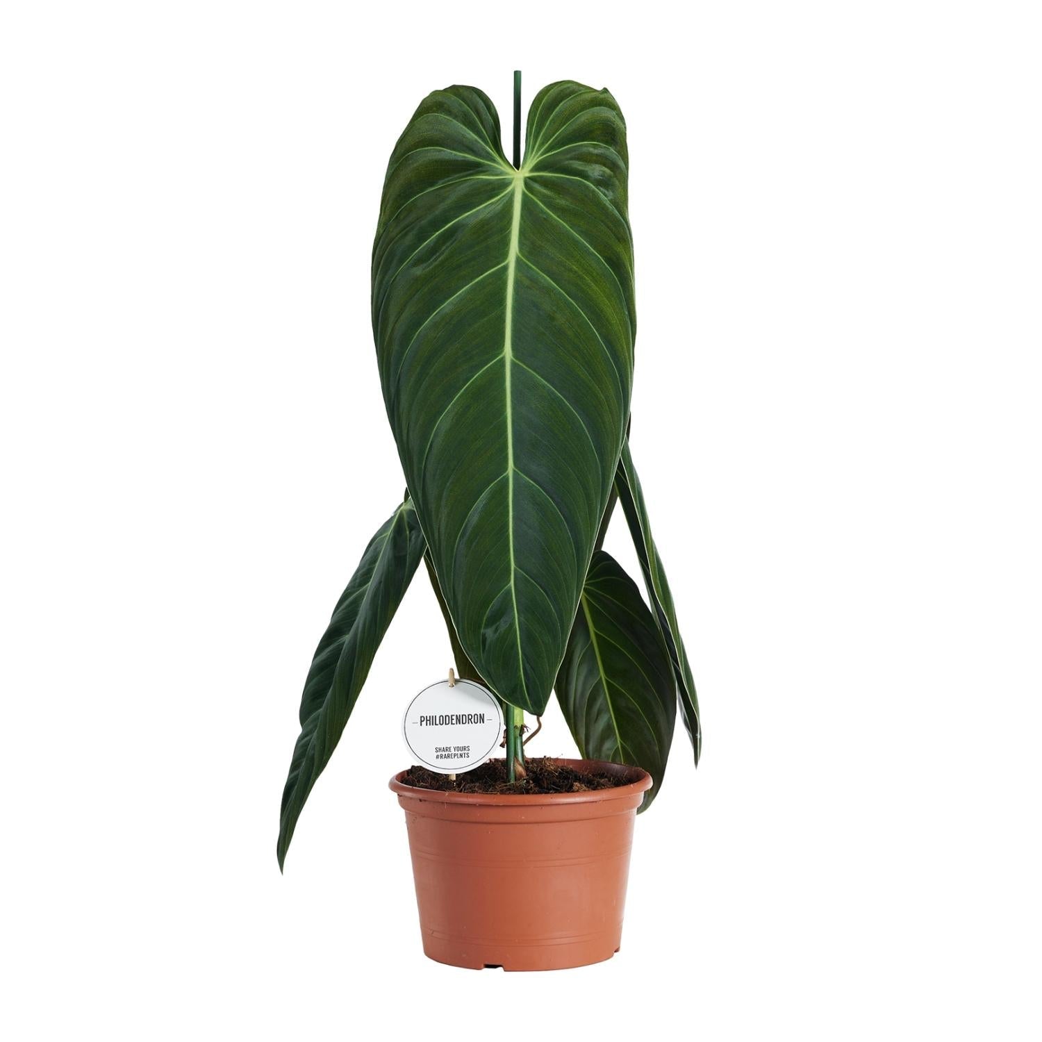 Philodendron melanochrysum – Baumfreund – 21 cm Topf, 75 cm hoch - Green Guardia - Ihr Experte für Schädlinge und Pflanzen