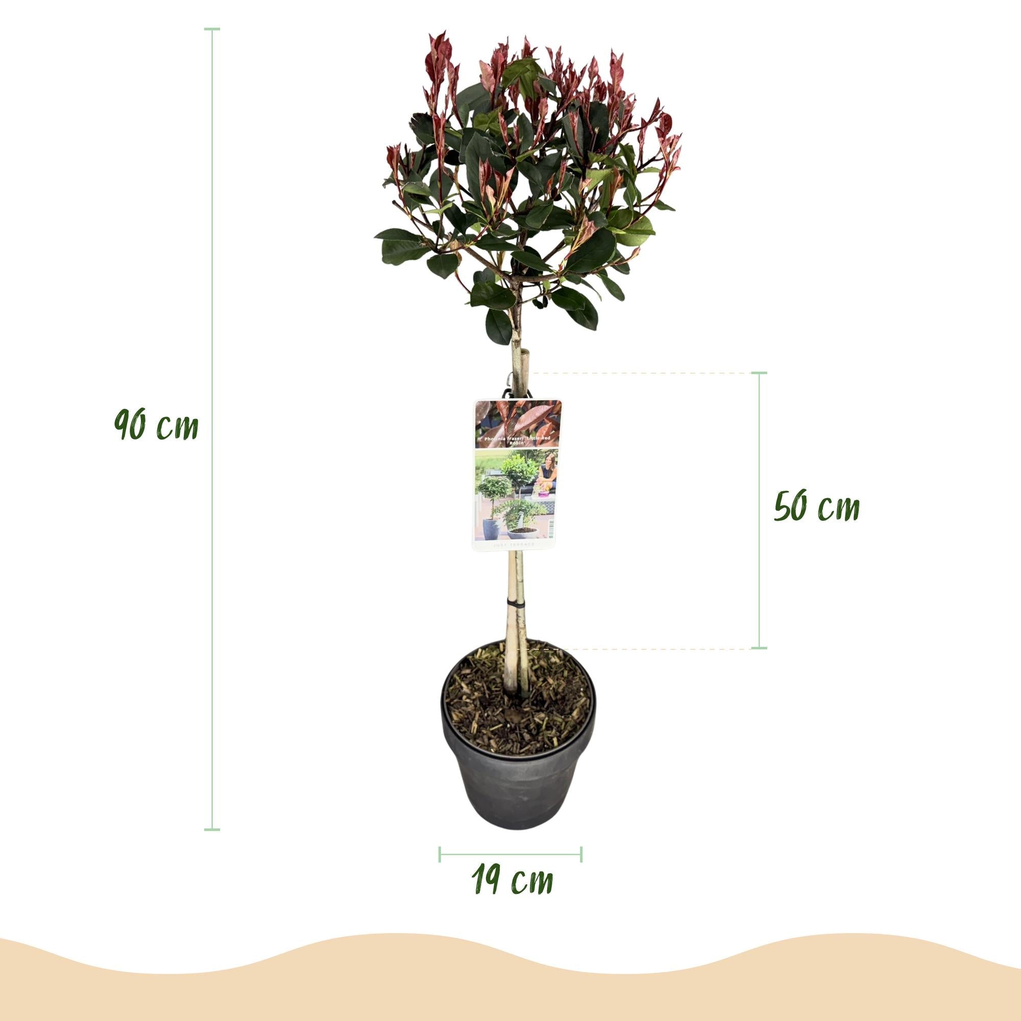 Photinia fraseri ‚Little Red Robin‘ – Terrassenpflanze – immergrün & winterhart – grün - rotes Blatt – 19 cm Topf, ca. 90 cm hoch - Green Guardia - Ihr Experte für Schädlinge und Pflanzen