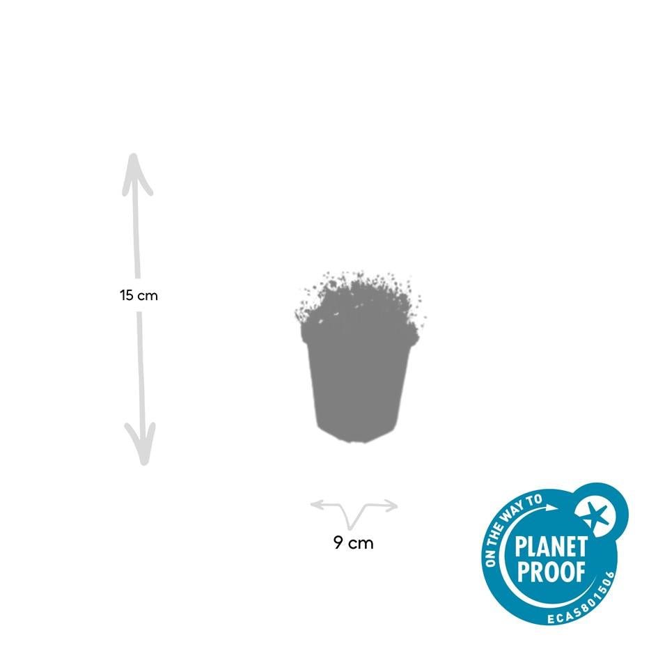 Sagina subulata – immergrünes Polsterkraut, 9 cm Topf, 10–25 cm hoch - Green Guardia - Ihr Experte für Schädlinge und Pflanzen