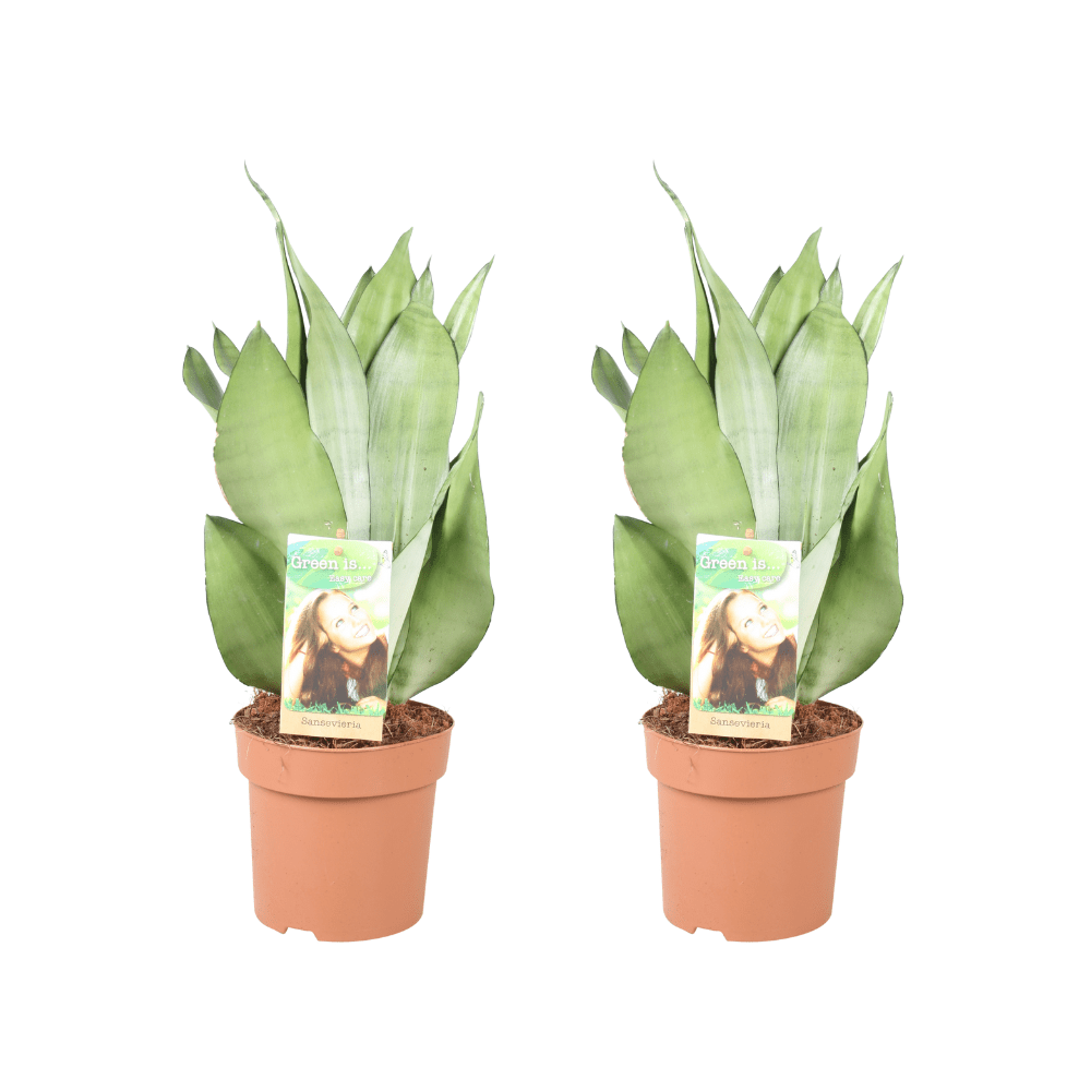 Sansevieria 'Moonshine' – Slangeplante – 2 planter – 14 cm potte, 40 cm høj