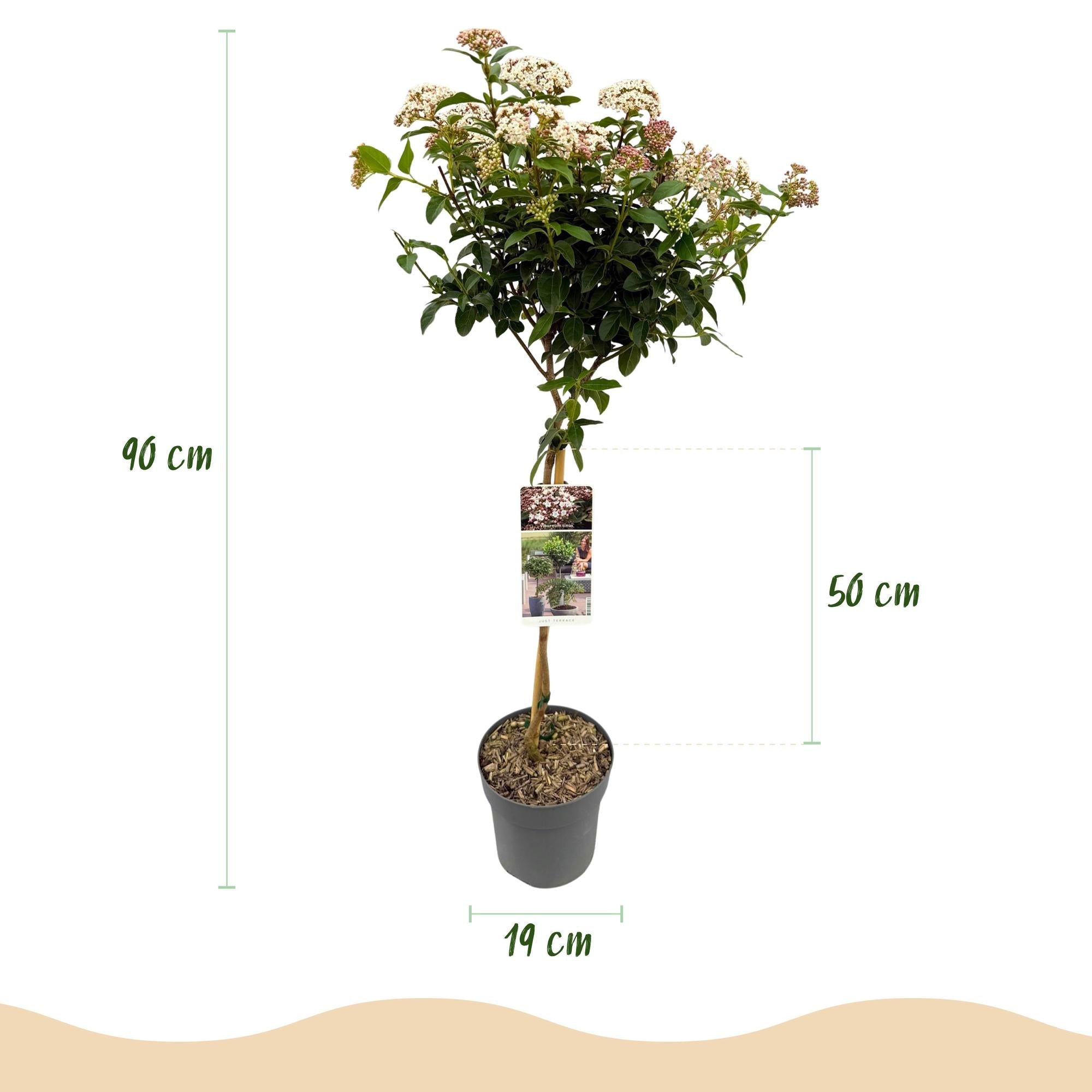 Viburnum tinus ‘Eve Price’ Stamm – Terrassenpflanze, winterhart, 19 cm Topf, 90 cm hoch - Green Guardia - Ihr Experte für Schädlinge und Pflanzen