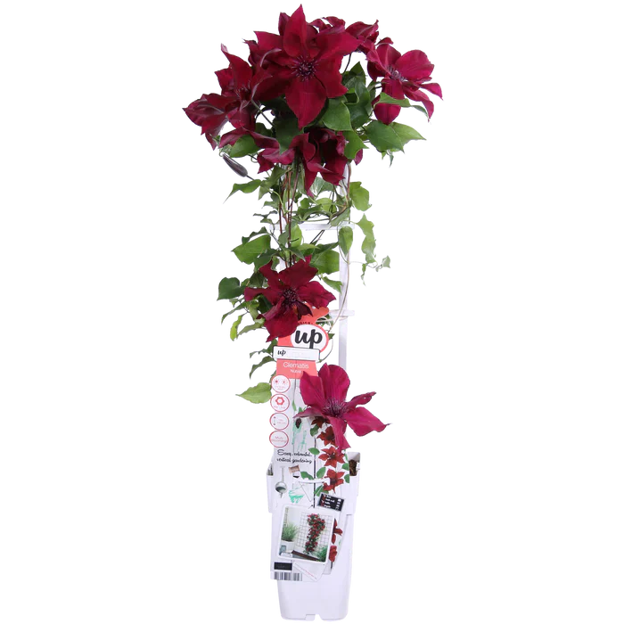 Clematis ‘Nubia’ pflegen – Standort, Blüte & Wachstum der Evison-Serie - Green Guardia - Ihr Experte für Schädlinge und Pflanzen