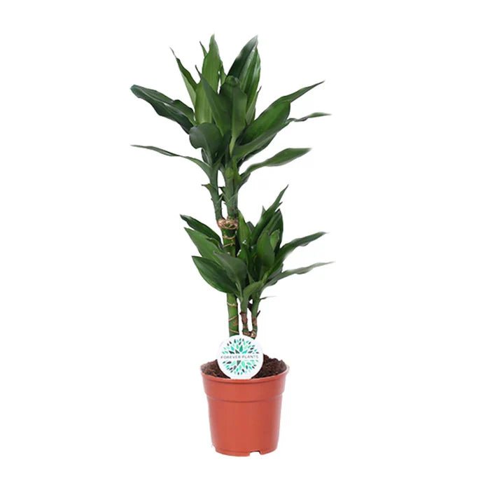 Dracaena Janet Lind – Den Drachenbaum richtig pflegen: Tipps für Standort, Wachstum und Vitalität - Green Guardia - Ihr Experte für Schädlinge und Pflanzen