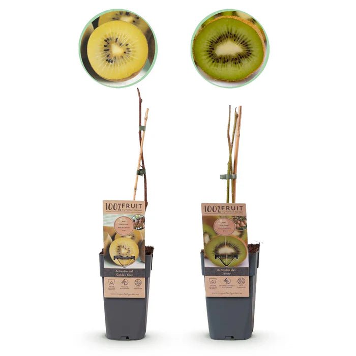 Kiwi-Pflanzen Set ‘Jenny’ & Goldene Kiwi pflegen – Standort, Wachstum & Ernte - Green Guardia - Ihr Experte für Schädlinge und Pflanzen
