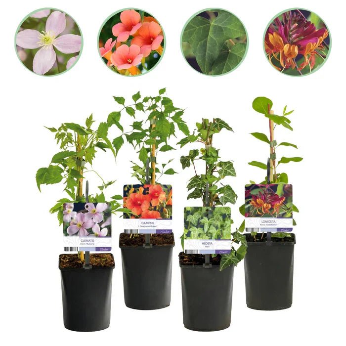 Kletterpflanzen Rainbow pflegen – 4 farbenfrohe Kletterpflanzen für Garten & Terrasse - Green Guardia - Ihr Experte für Schädlinge und Pflanzen