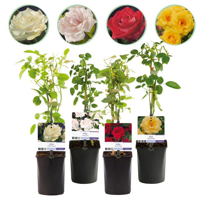Rosa Rainbow Kletterrose pflegen – Standort, Blütenpracht & Tipps - Green Guardia - Ihr Experte für Schädlinge und Pflanzen