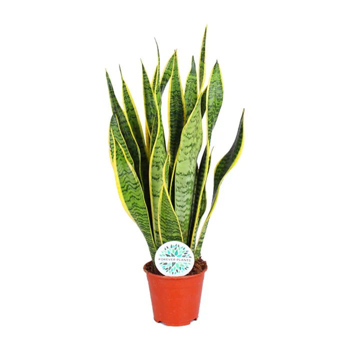 Sansevieria Trifasciata Laurentii – Der zeitlose Klassiker mit den goldenen Rändern - Green Guardia - Ihr Experte für Schädlinge und Pflanzen