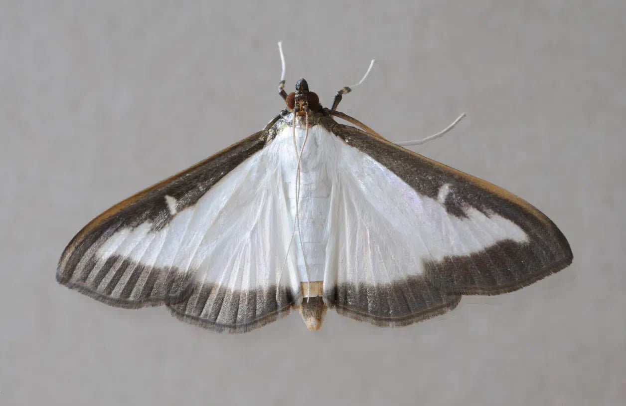 Schutz vor Buchsbaumzünslern: Effektive und nachhaltige Methoden zur Bekämpfung - Green Guardia - Ihr Experte für Schädlinge und Pflanzen