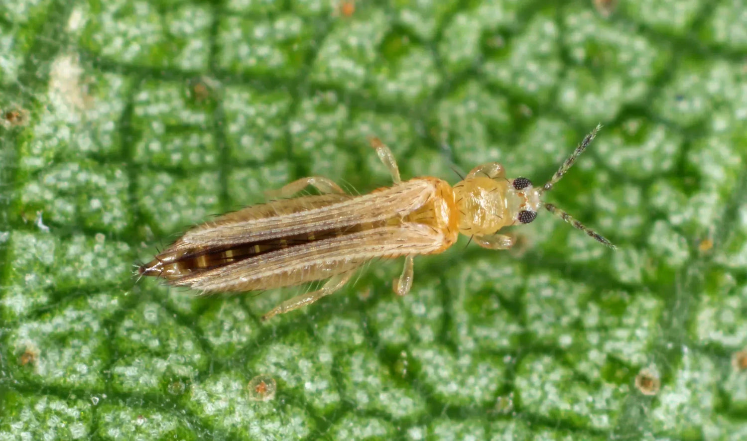 Thripse an Pflanzen erkennen und natürlich schützen