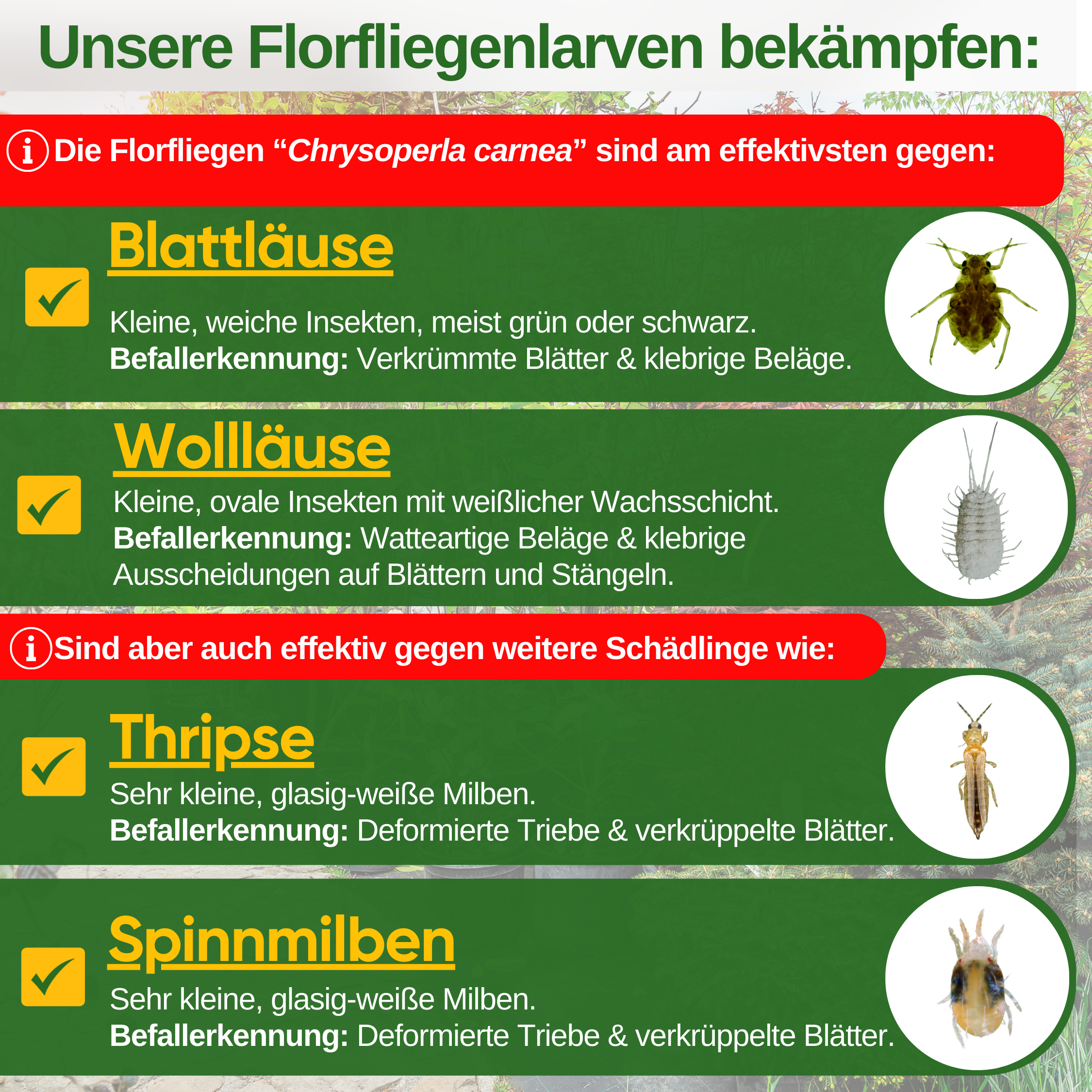 Lacewing-larver mod bladlus og mælkebugs