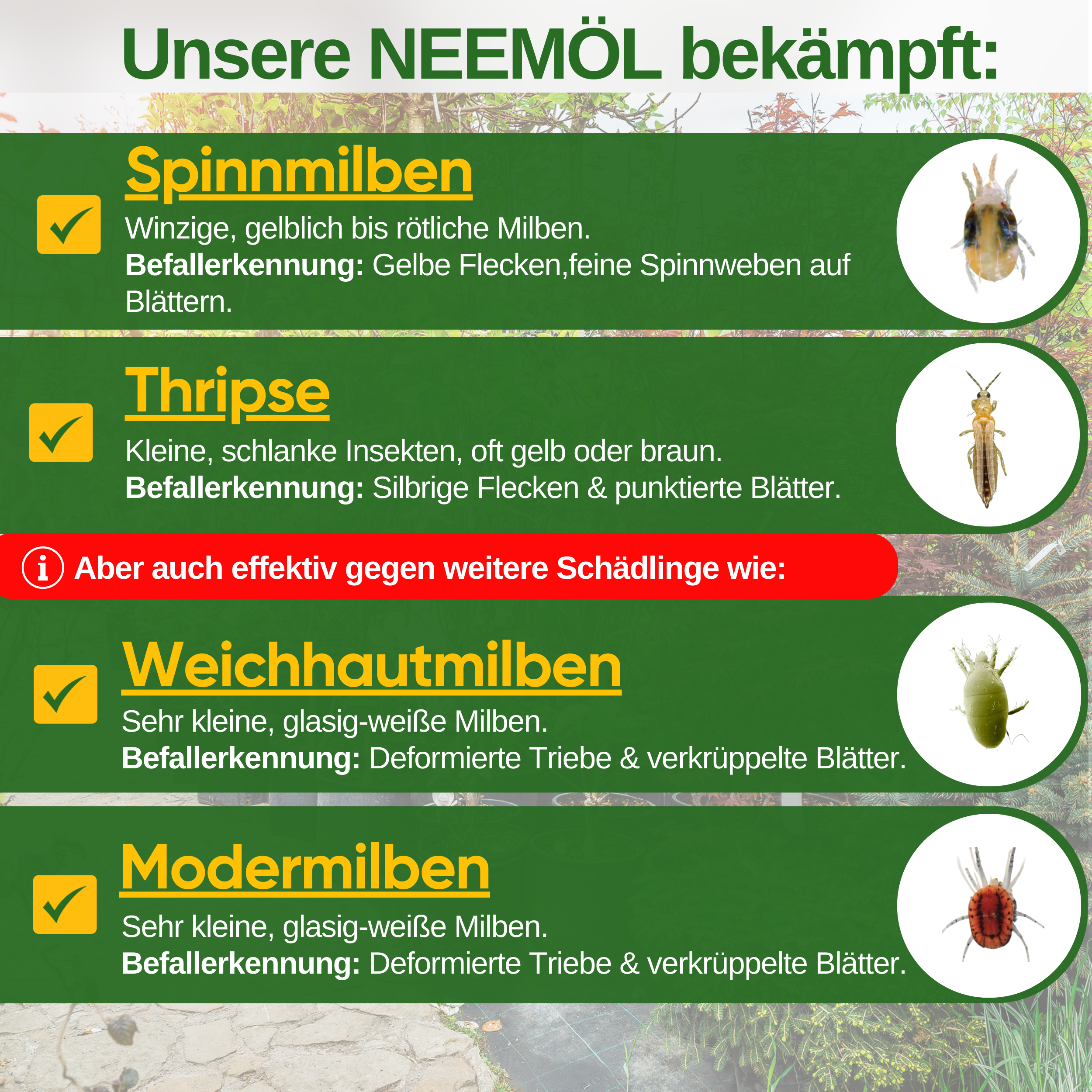 Power Neem olie mod spindemider
