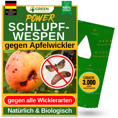 Schlupfwespen gegen Apfelwickler