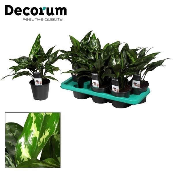 Aglaonema – Kolbenfaden - verschieden Farben - 35 - 80 cm - Green Guardia - Ihr Experte für Schädlinge und Pflanzen