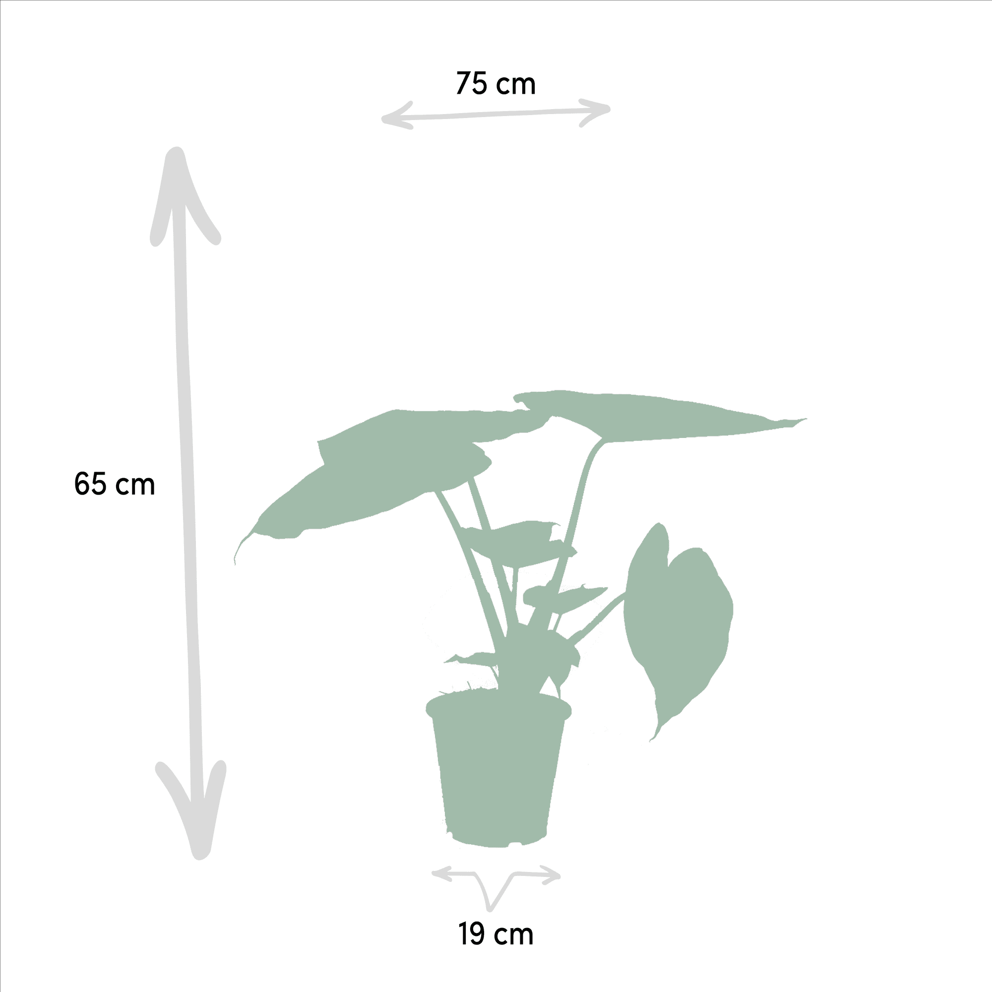 Alocasia cucullata & Alocasia wentii – Elefantenohr – 2 Pflanzen – 19 cm Topf, 60 cm hoch - Green Guardia - Ihr Experte für Schädlinge und Pflanzen
