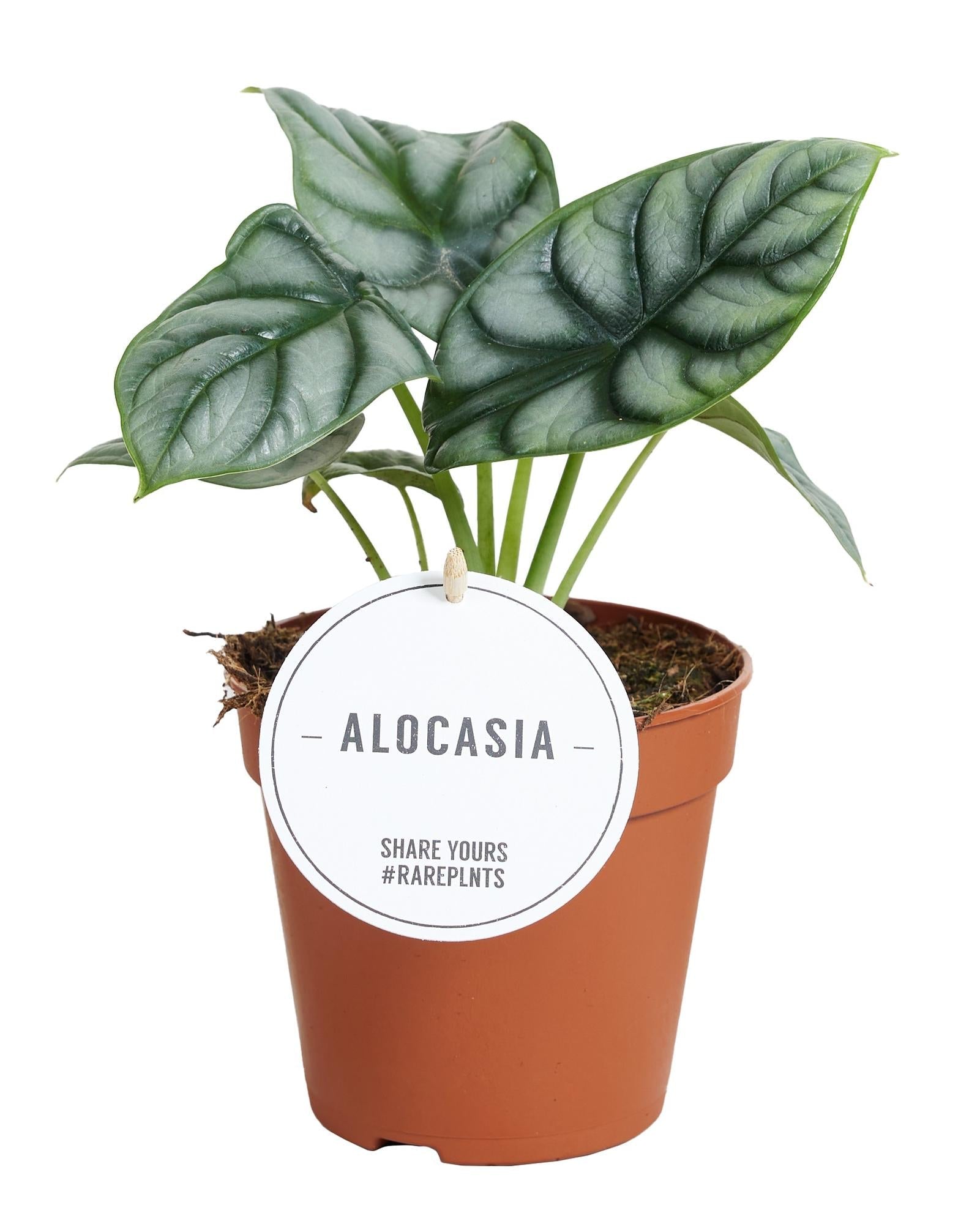 Alocasia ‘Silver Dragon’ – Elefantenohr – 12 cm Topf, 25 cm hoch - Green Guardia - Ihr Experte für Schädlinge und Pflanzen