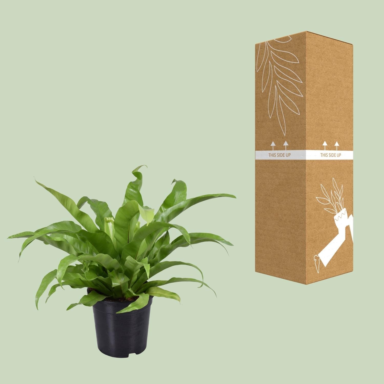 Asplenium antiquum – Nestfarn – verschiedene Größen - 25 - 60 cm hoch - Green Guardia - Ihr Experte für Schädlinge und Pflanzen