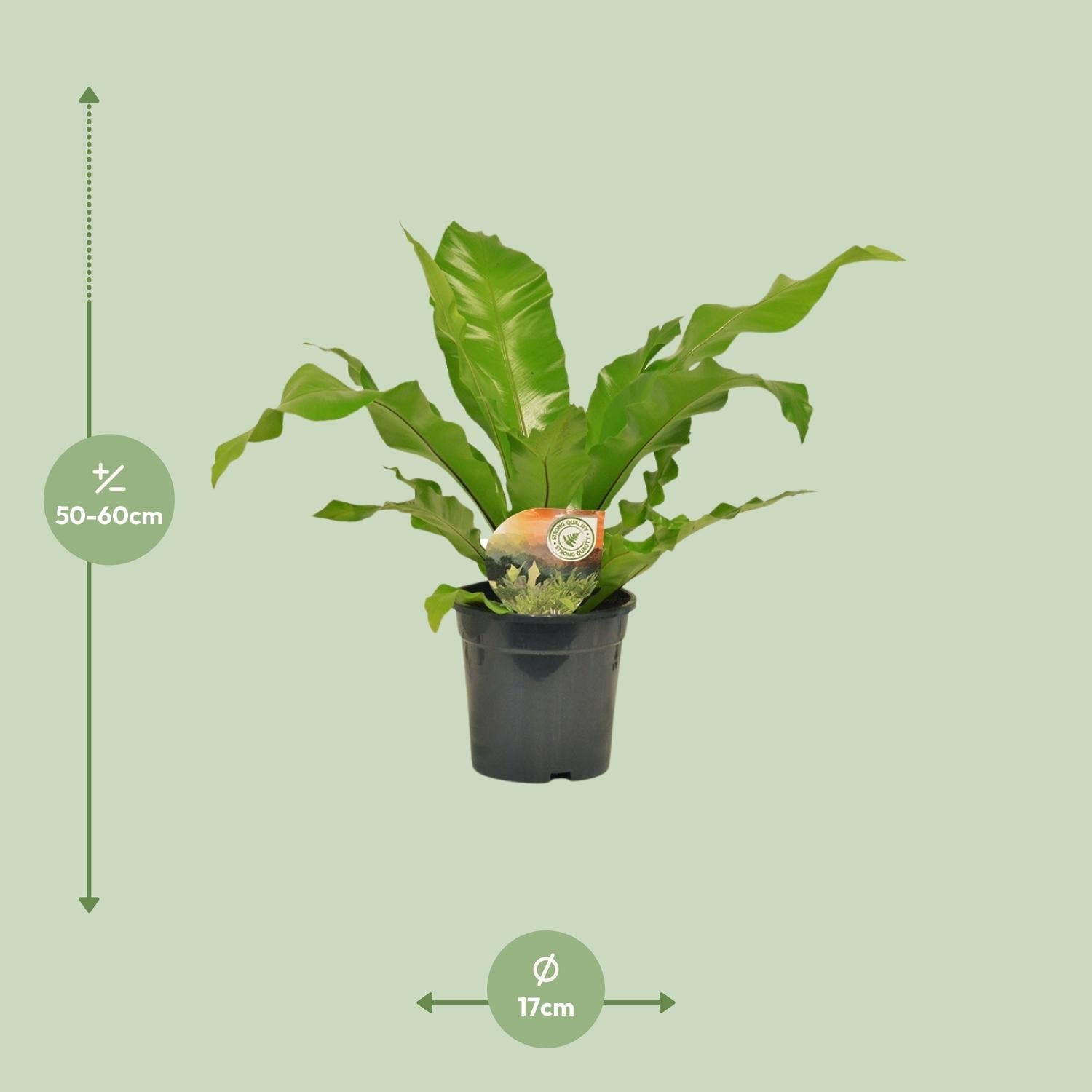 Asplenium nidus – Nestfarn – verschiedene Größen - 35 - 60 cm hoch - Green Guardia - Ihr Experte für Schädlinge und Pflanzen