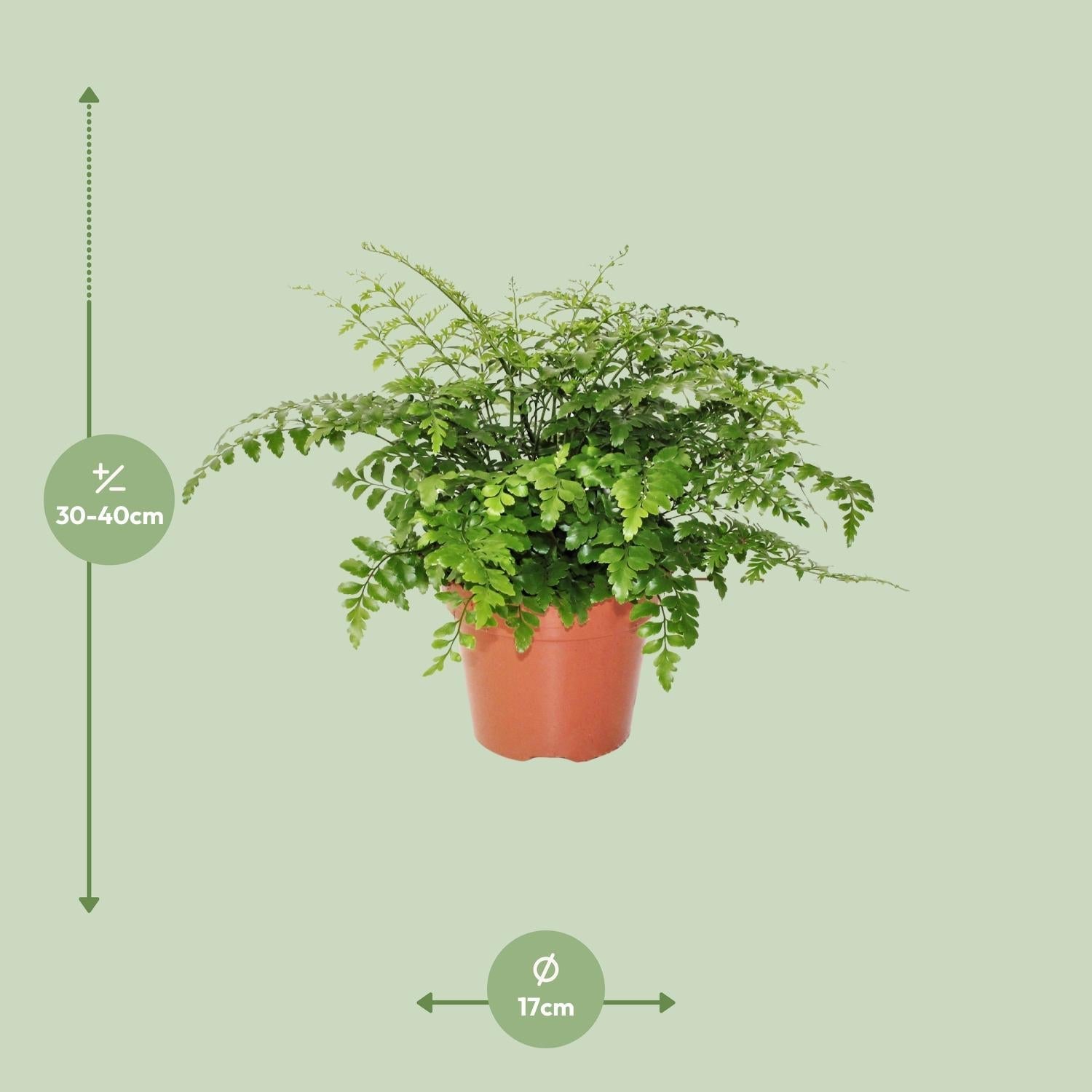 Asplenium ‘Parvati’ – Nestfarn – verschiedene Größen - 25 - 30 cm hoch - Green Guardia - Ihr Experte für Schädlinge und Pflanzen