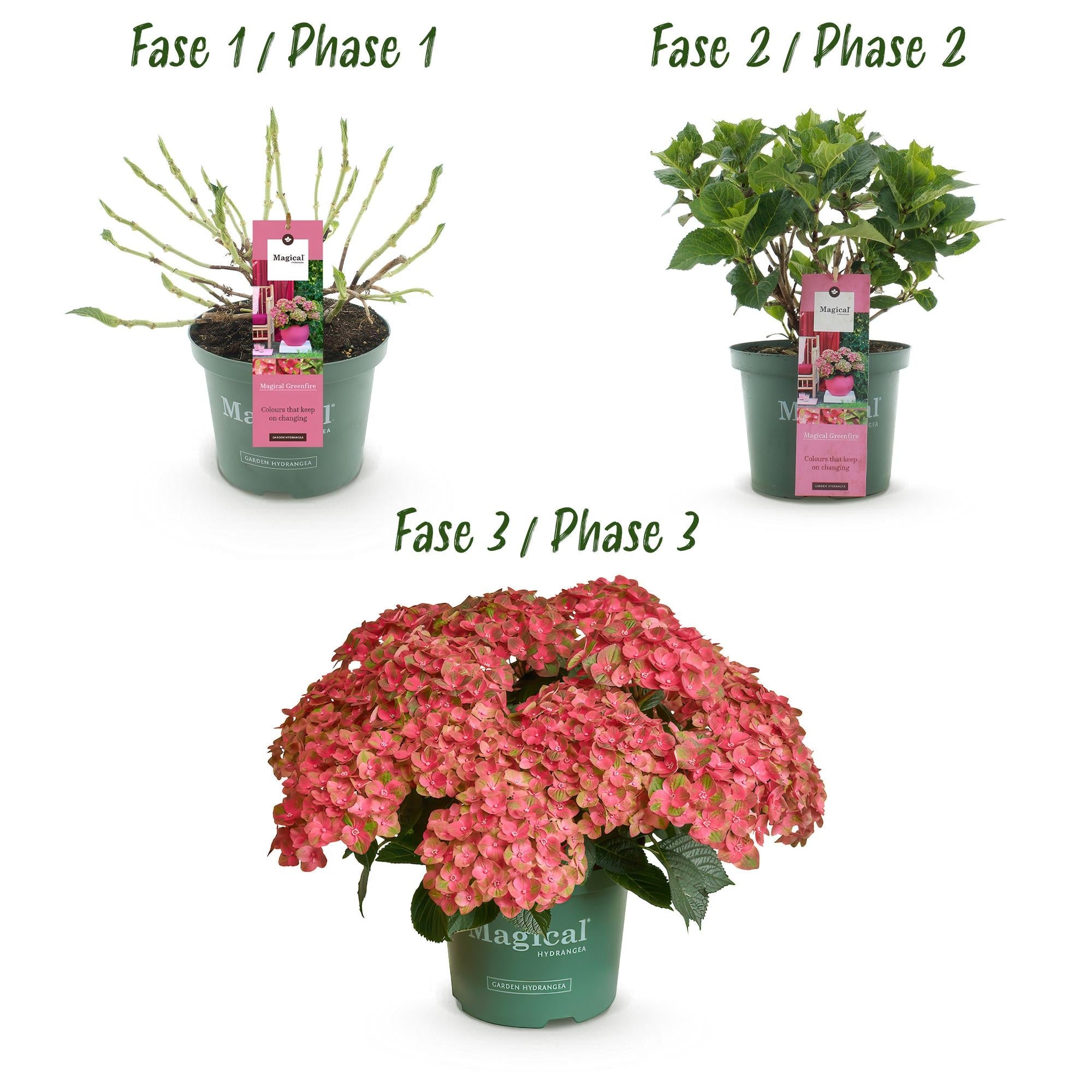 Balkonpflanze Hortensie ‘Magical Green Fire’ – 6–10 Blüten, rosa - grün, Topf 23 cm, 55 cm hoch - Green Guardia - Ihr Experte für Schädlinge und Pflanzen