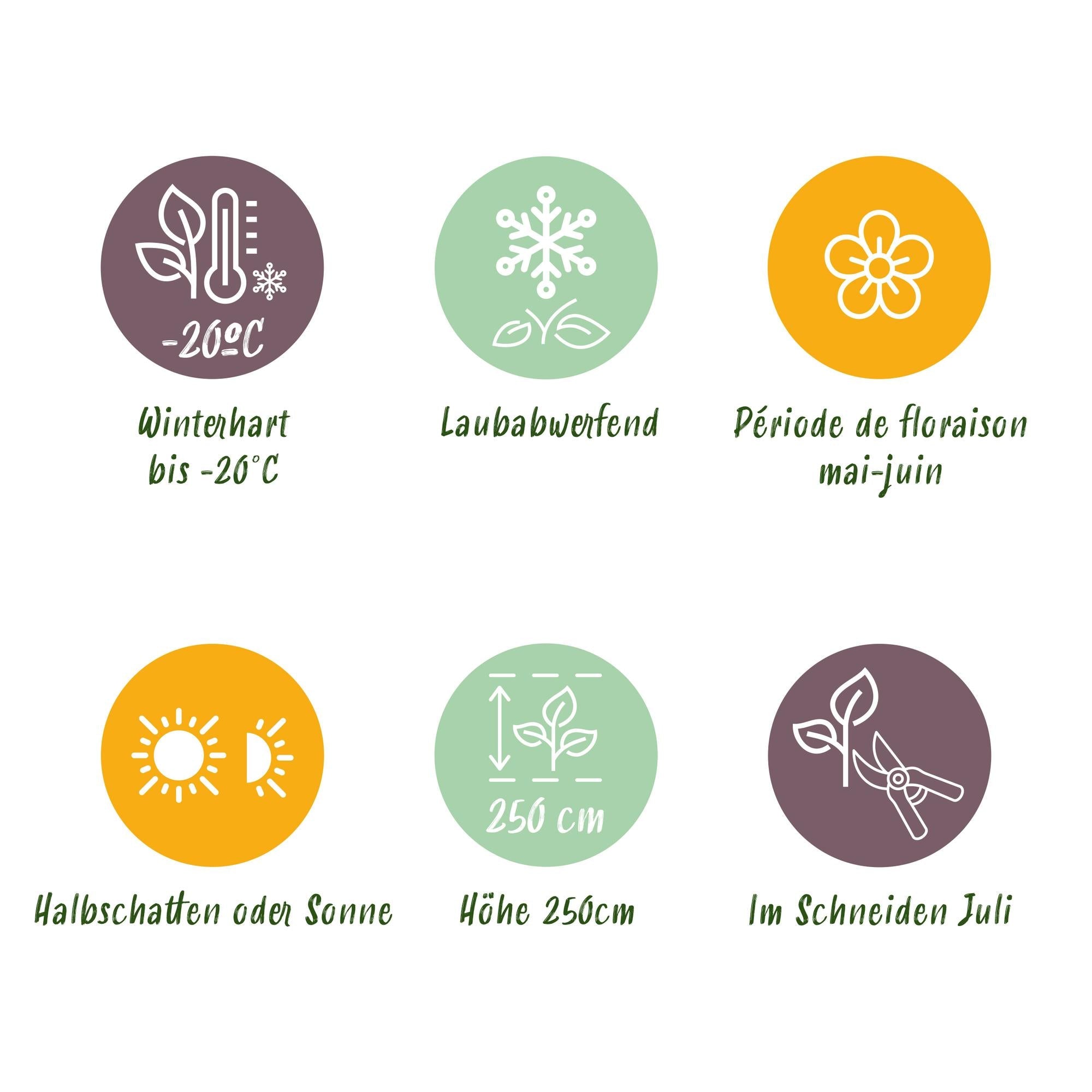 Bauernjasmin ‘Snowbelle’ – laubabwerfend, weiße Blüten, 17 - cm - Topf, 45 cm - Green Guardia - Ihr Experte für Schädlinge und Pflanzen