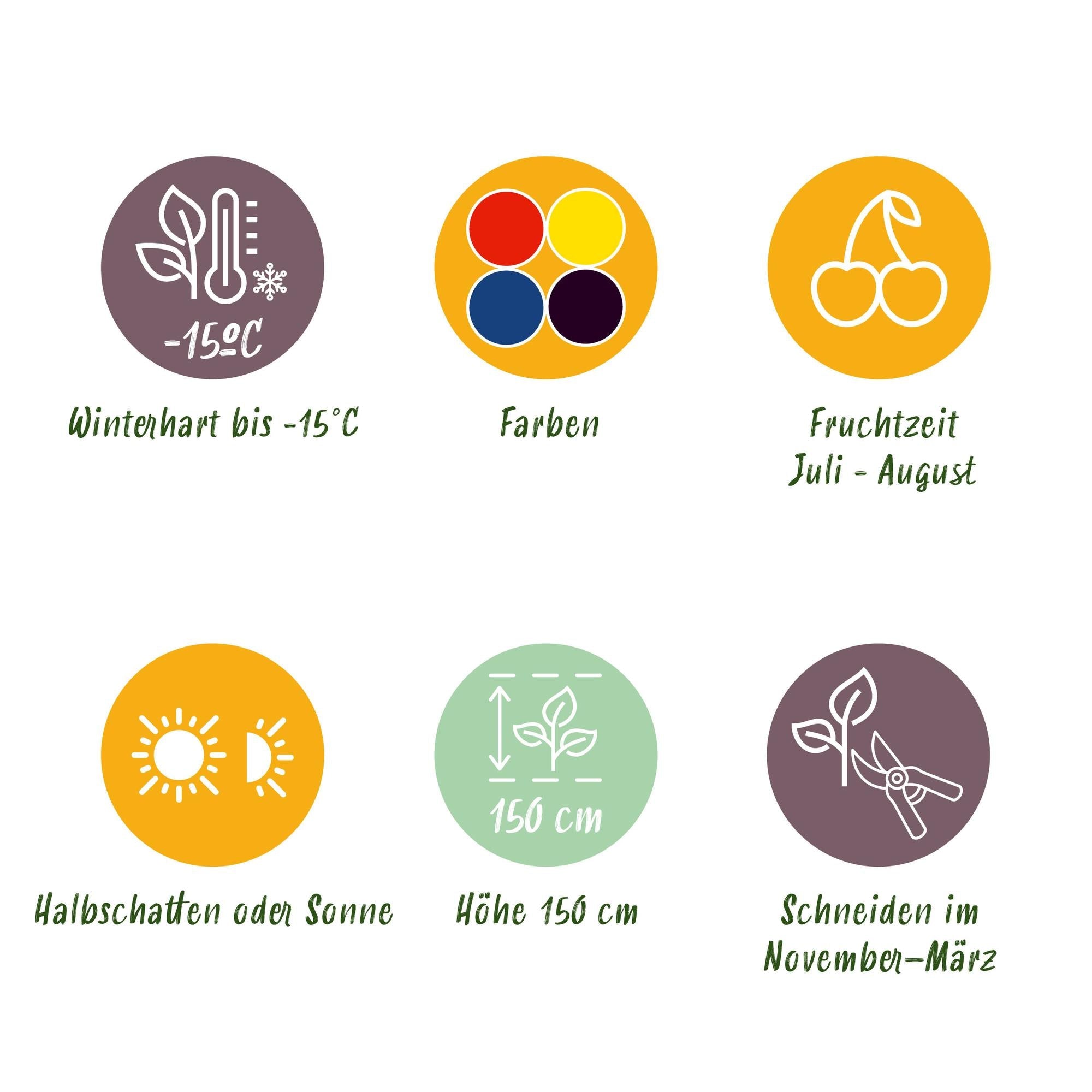 Beerenmix – 4 Obstpflanzen: Rote Beere, Gelbe Himbeere, Schwarze Brombeere & Blaubeere (11 cm Topf, 40 cm hoch) - Green Guardia - Ihr Experte für Schädlinge und Pflanzen