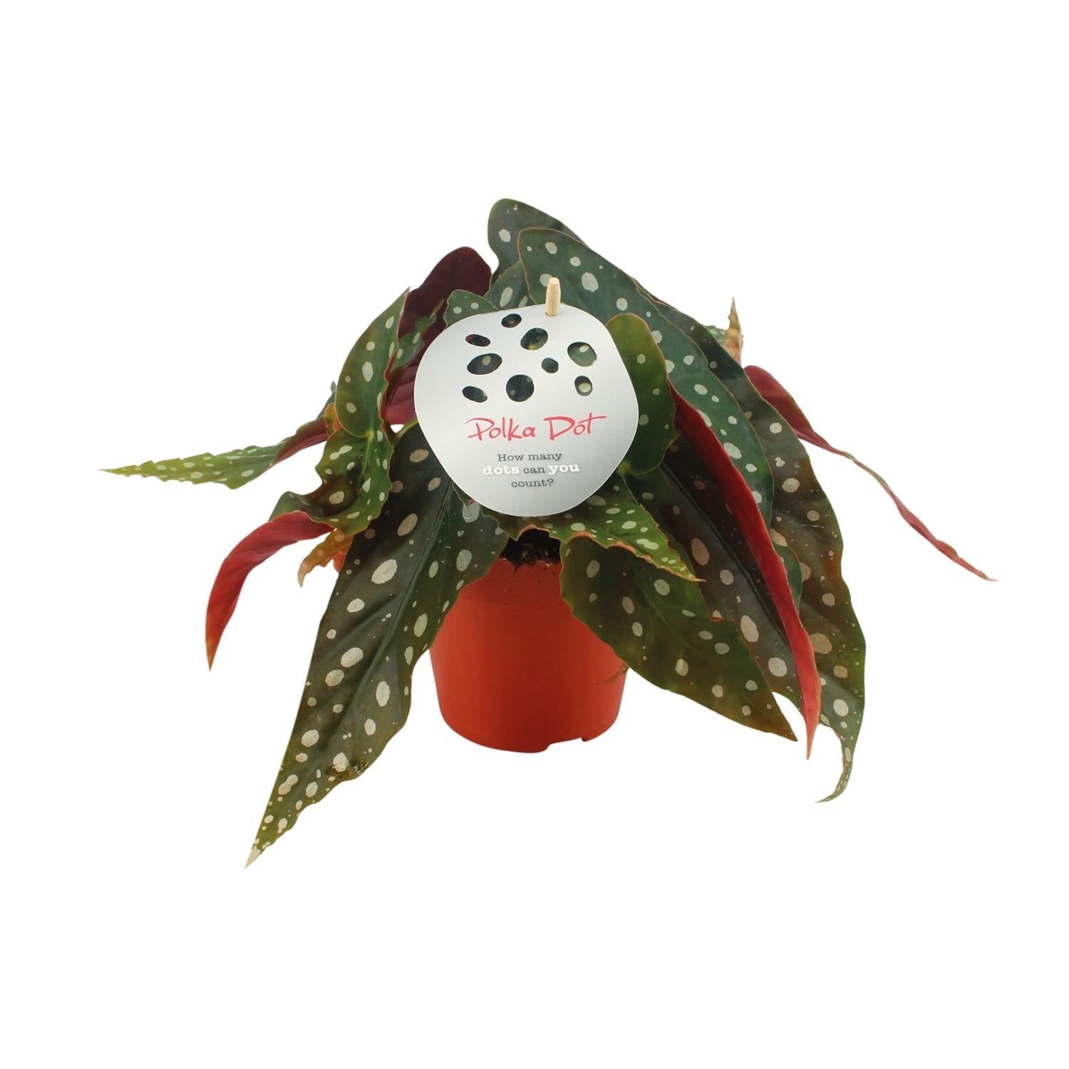 Begonia Maculata – Forellenbegonie - 12 cm Topf, 20 cm hoch - Green Guardia - Ihr Experte für Schädlinge und Pflanzen