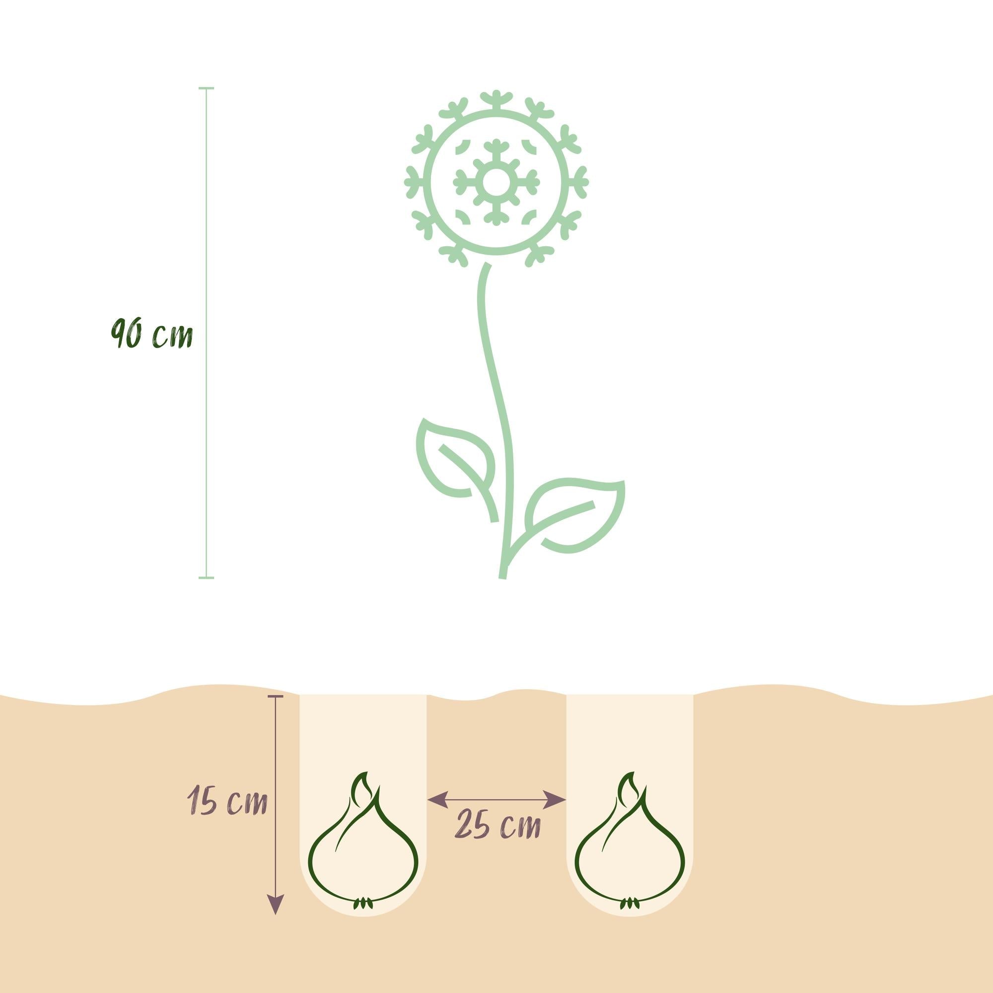Blumenzwiebeln – Allium siculum – winterhart & mehrjährig – rosa – 30 Stück – Zwiebelgröße 8/10 – XXL Pack - Green Guardia - Ihr Experte für Schädlinge und Pflanzen