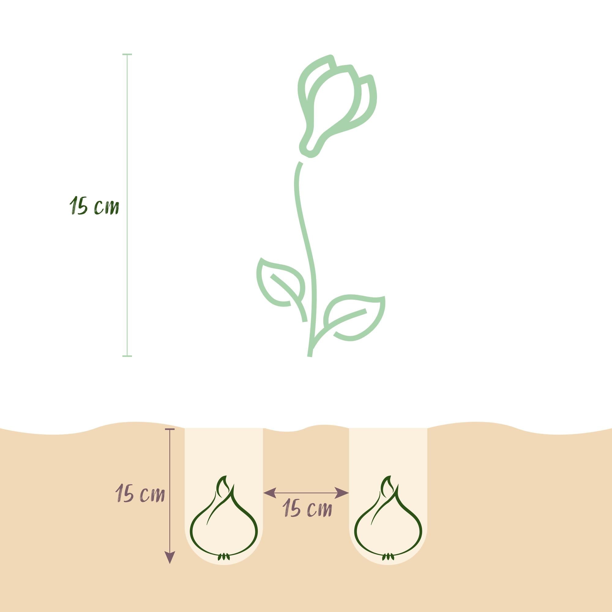 Blumenzwiebeln – Crocus Large Flowering Mix – winterhart & mehrjährig – verschiedene Farben – 30 Stück – Zwiebelgröße 7/8 – XXL Pack - Green Guardia - Ihr Experte für Schädlinge und Pflanzen